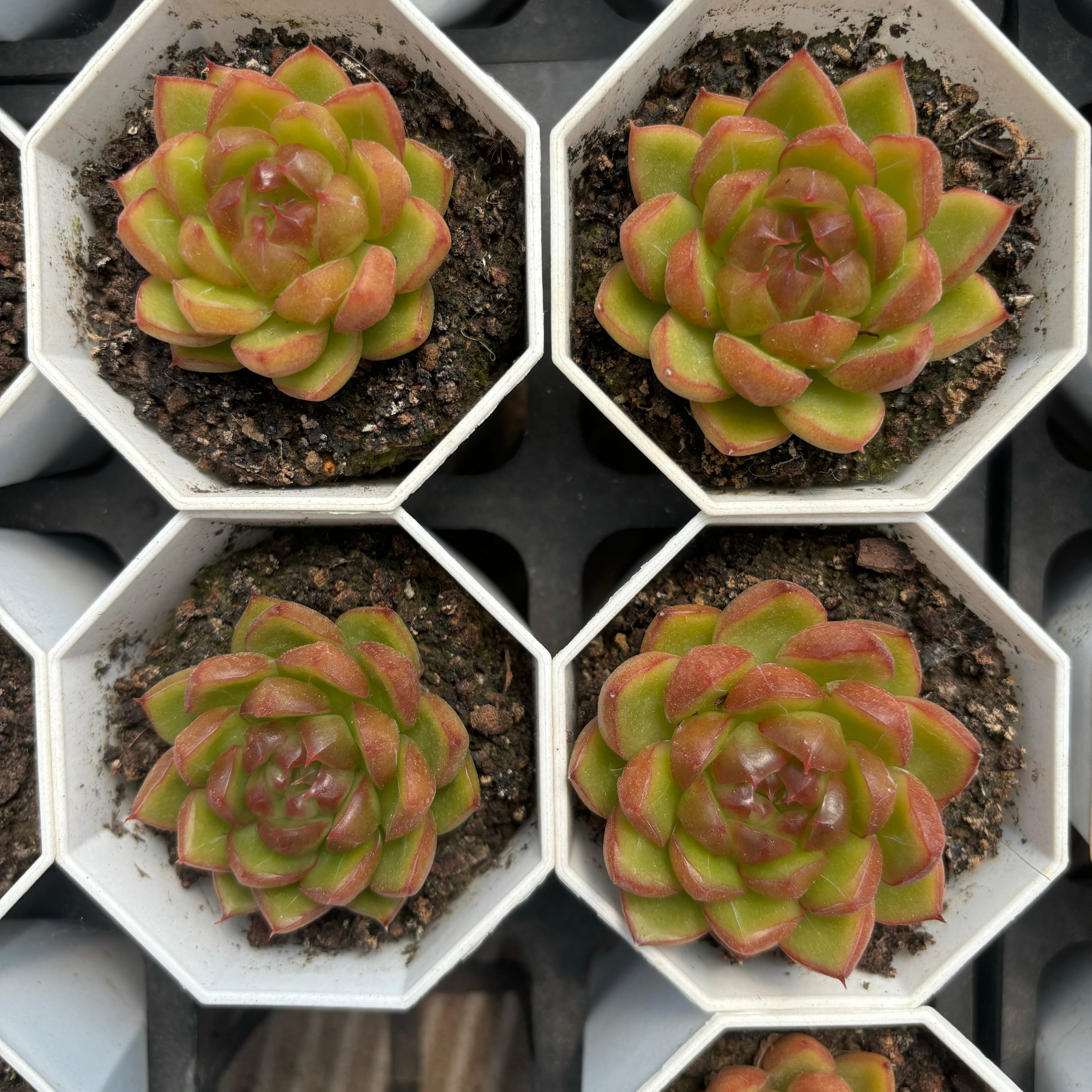 C062 エケベリア キャンディ・ジェニー