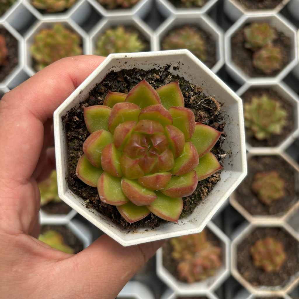 C062 エケベリア キャンディ・ジェニー