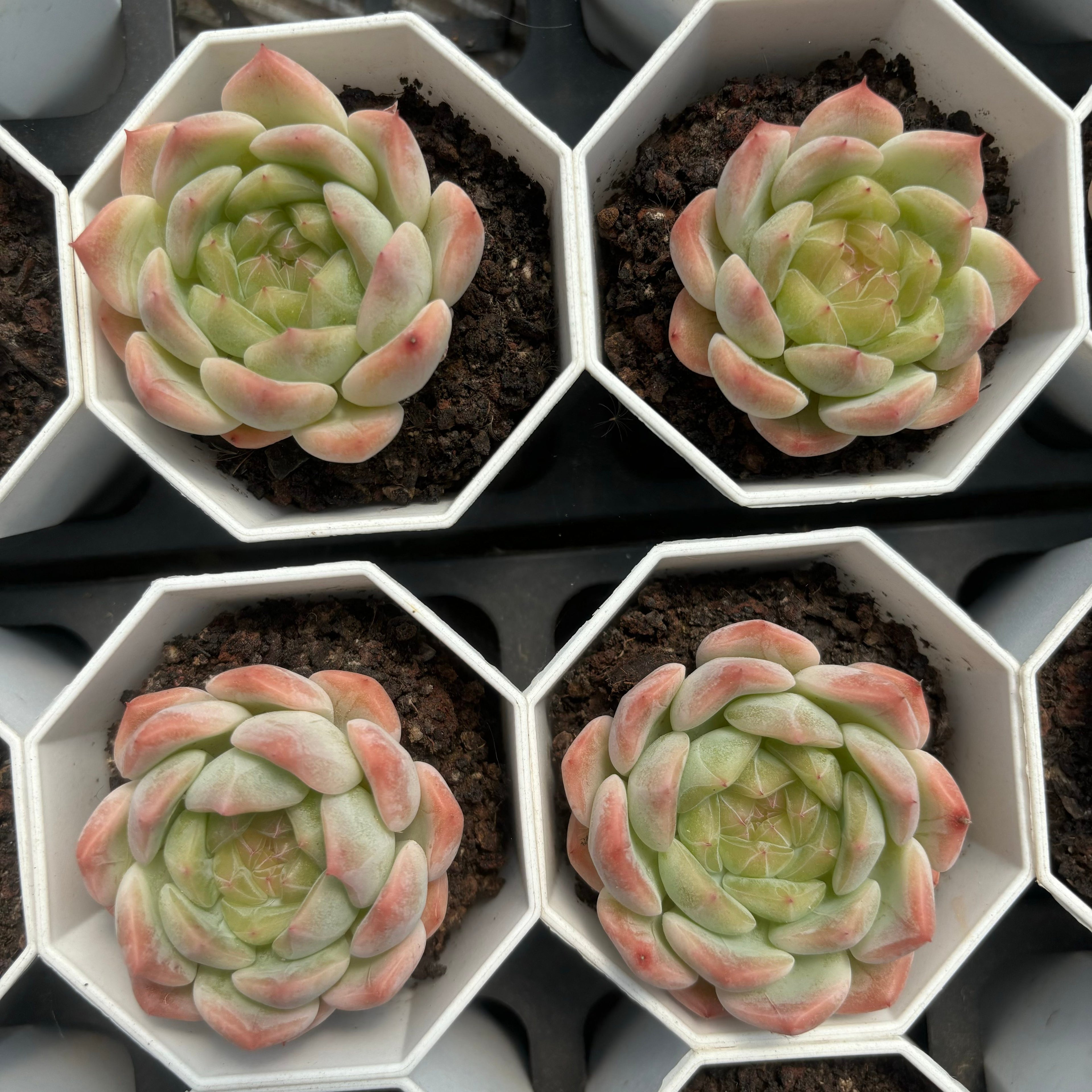 C063 エケベリア スイート・ハート