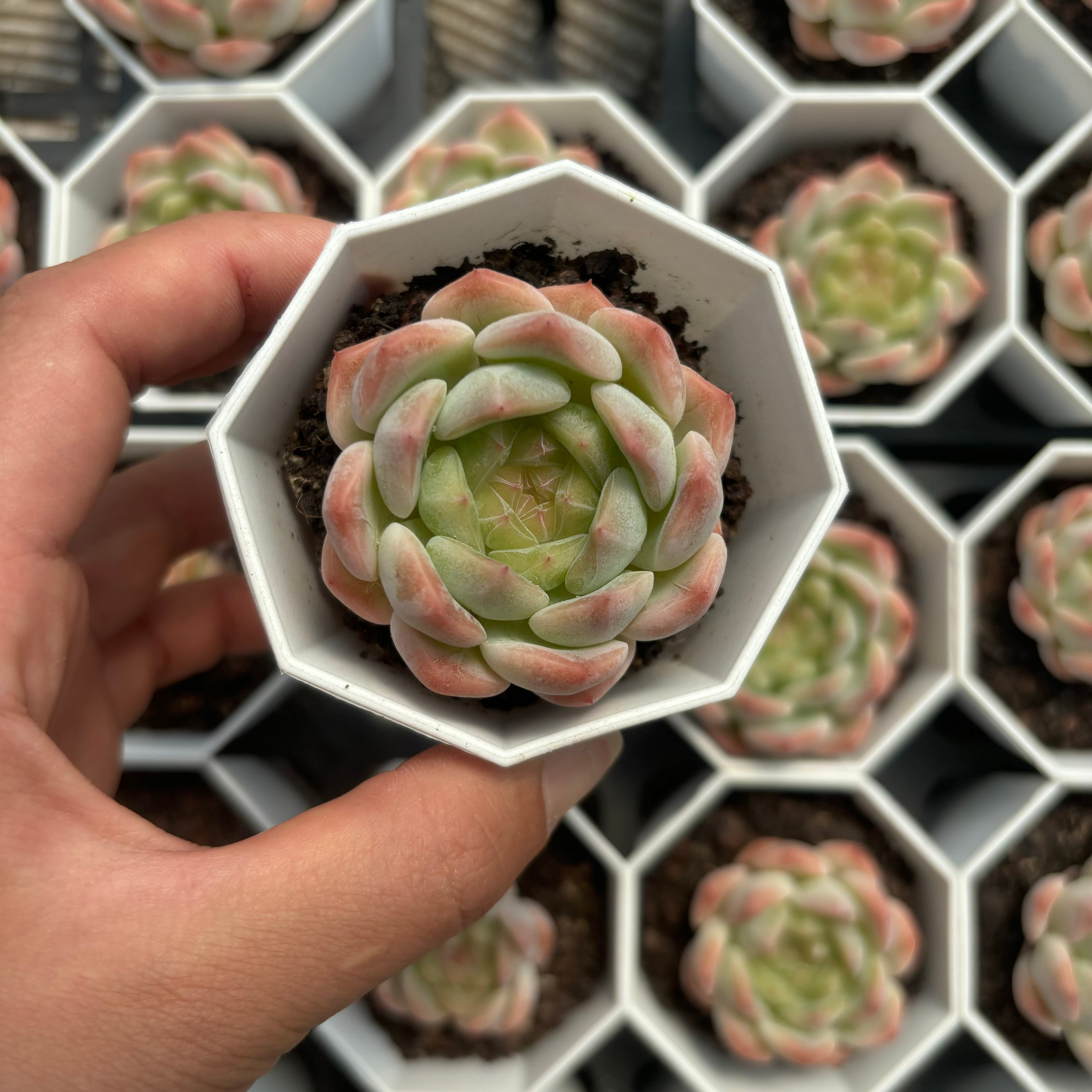 C063 エケベリア スイート・ハート