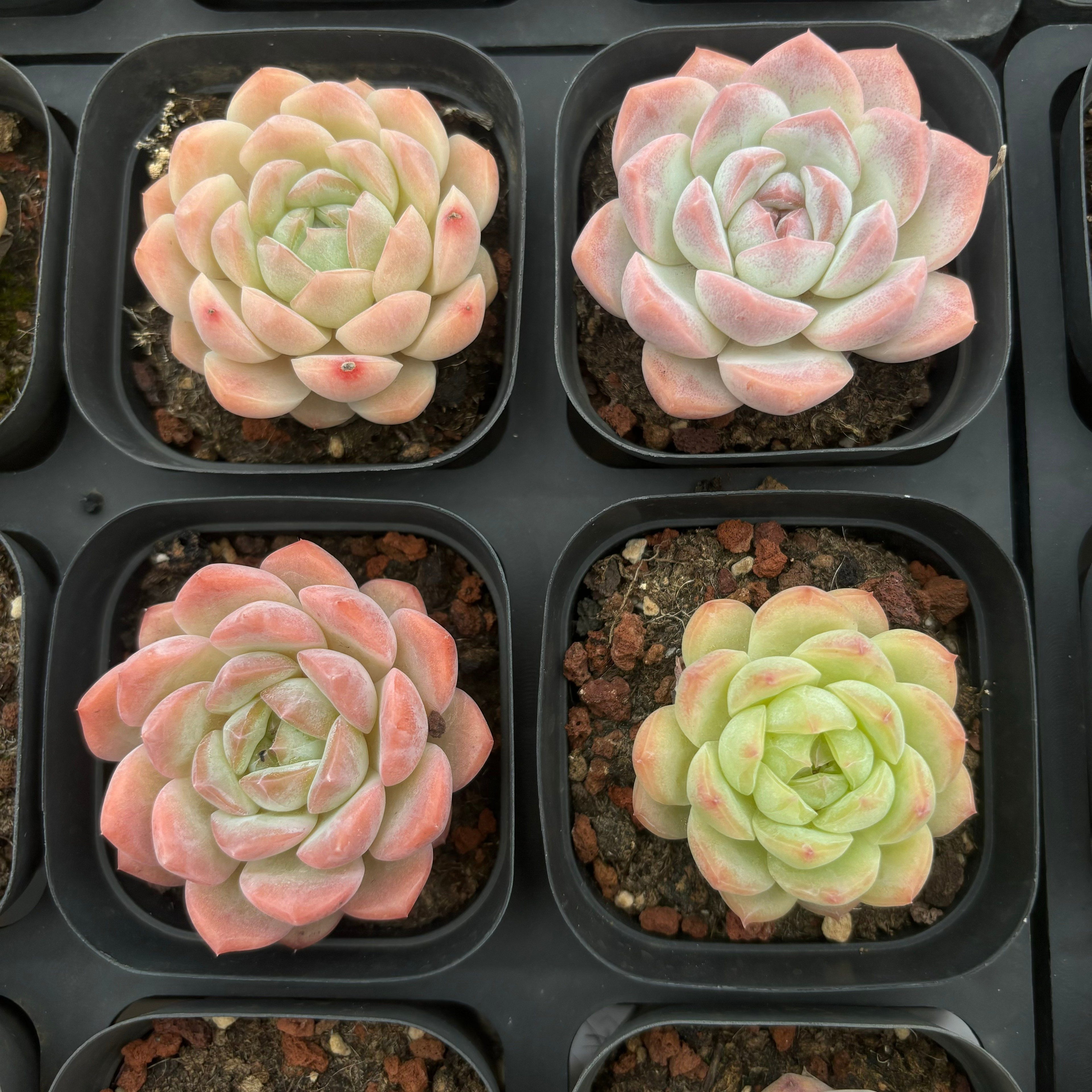 A011 エケベリア ローズ・サラゴサ