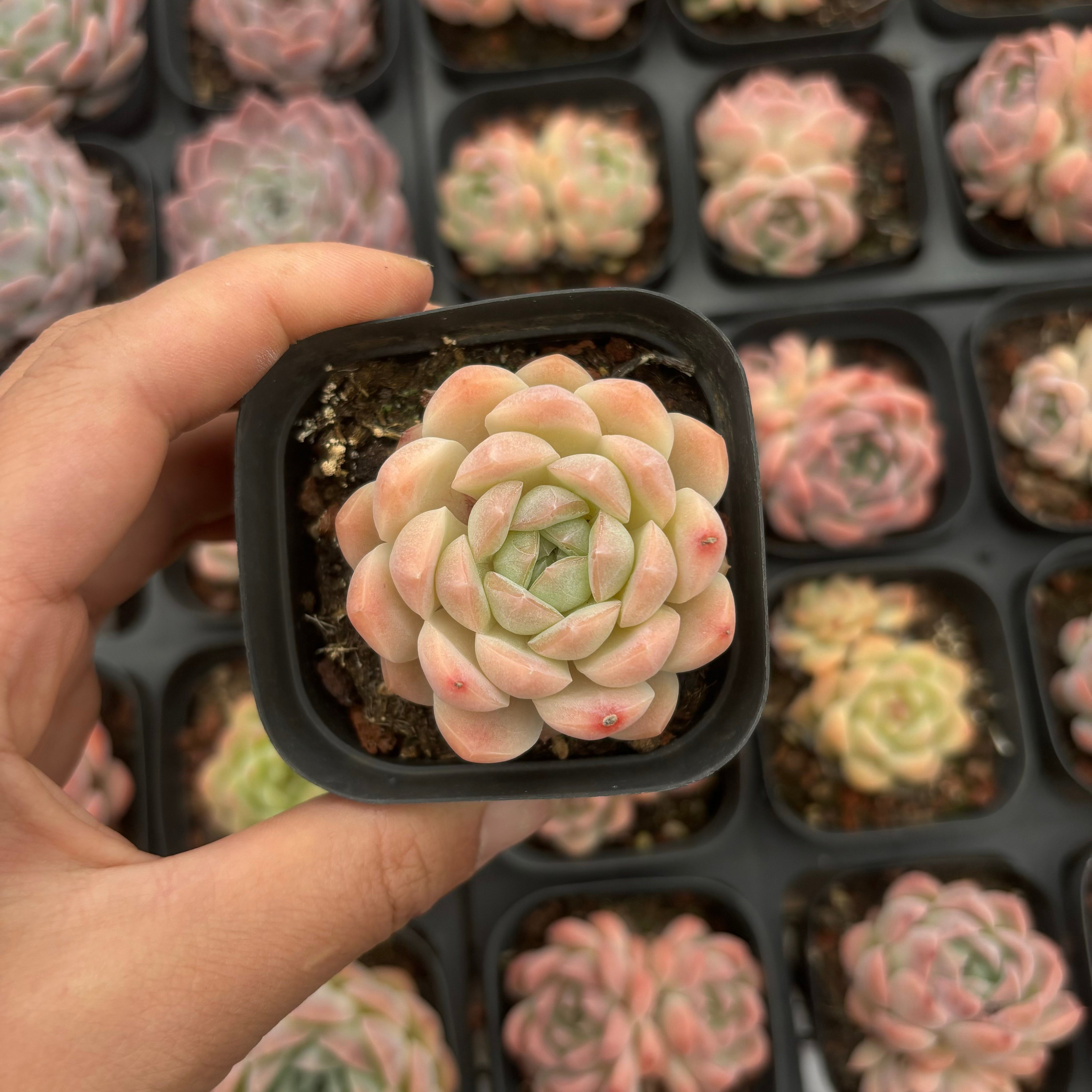 A011 エケベリア ローズ・サラゴサ