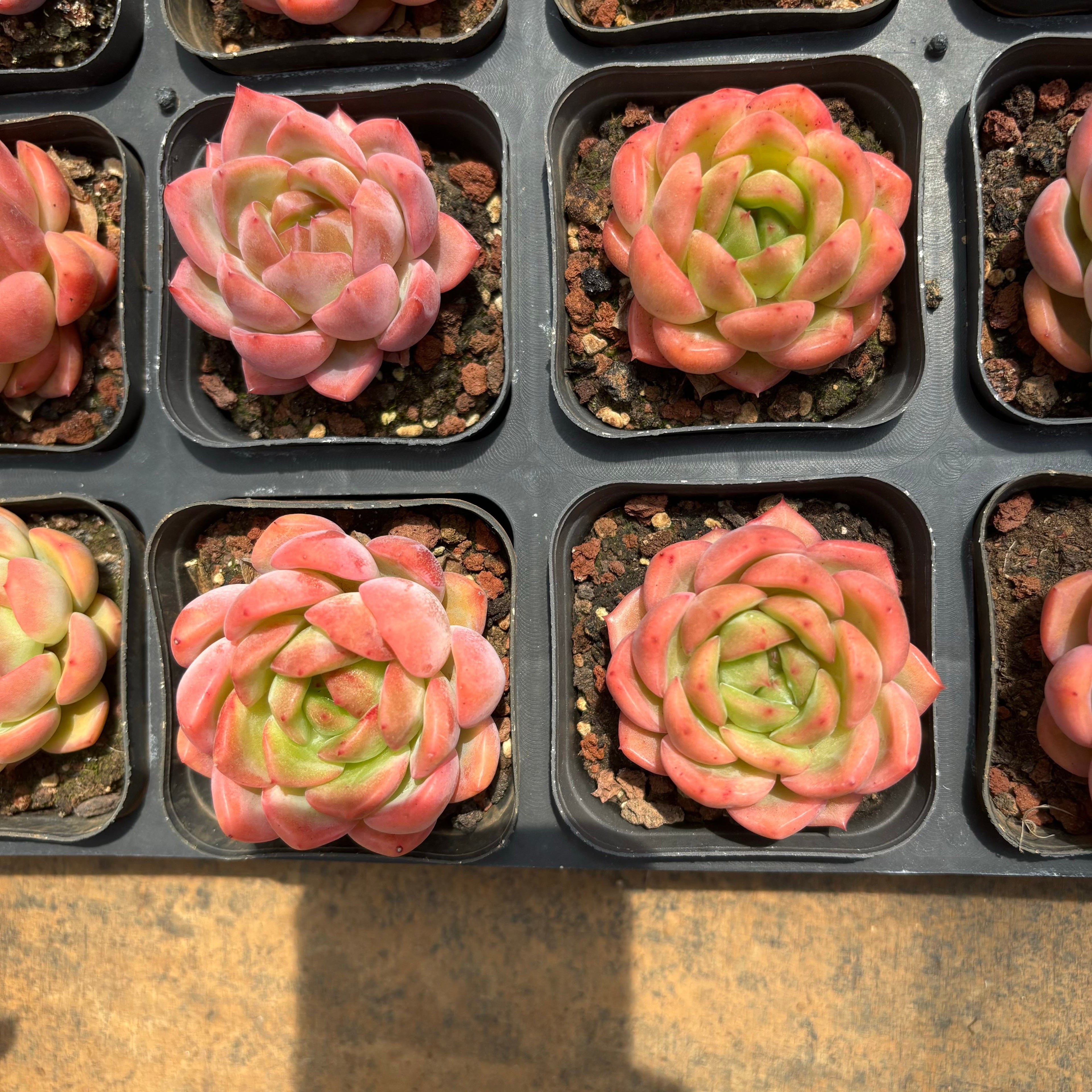 CA070 モンロー×シックモンロー エケベリア