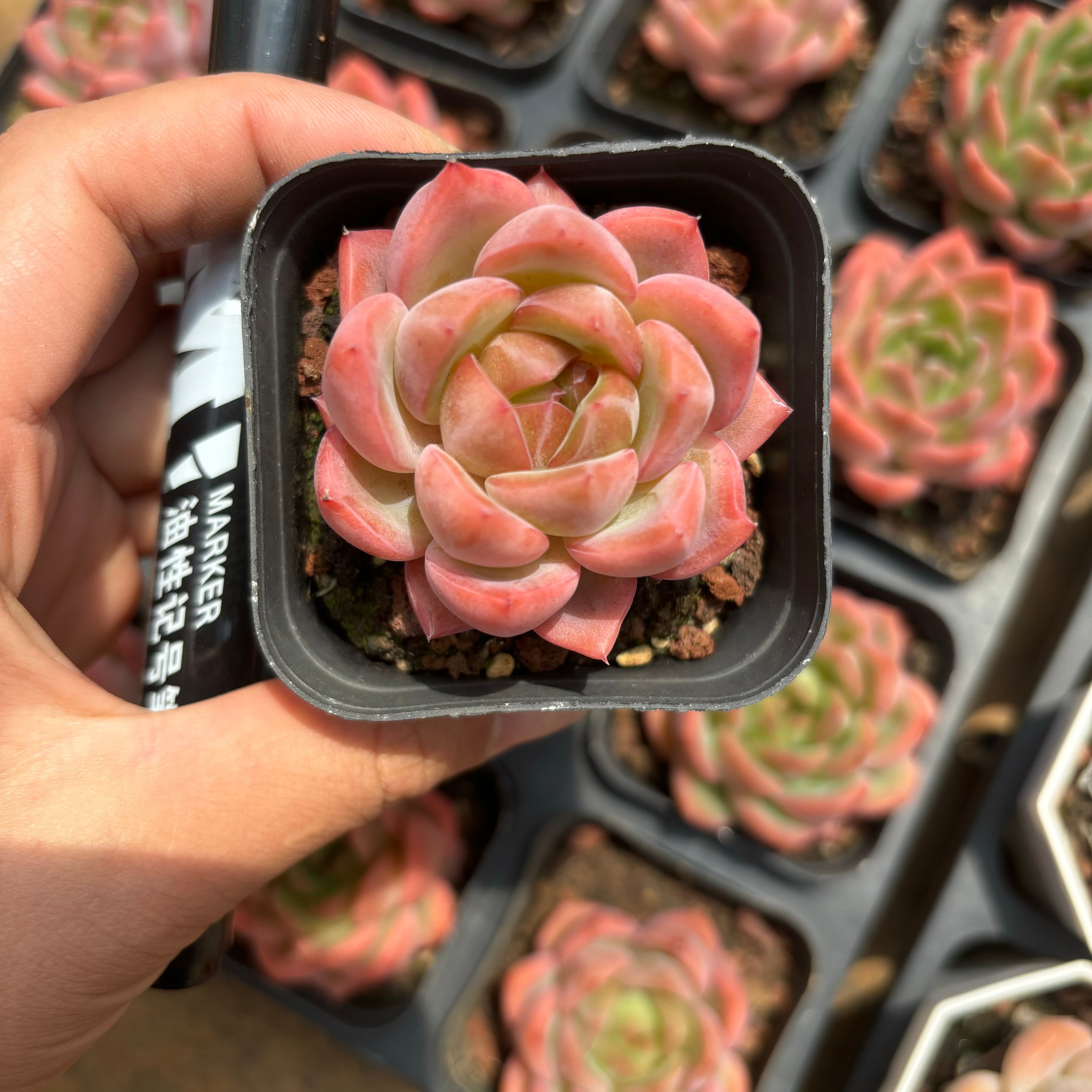 CA070 モンロー×シックモンロー エケベリア