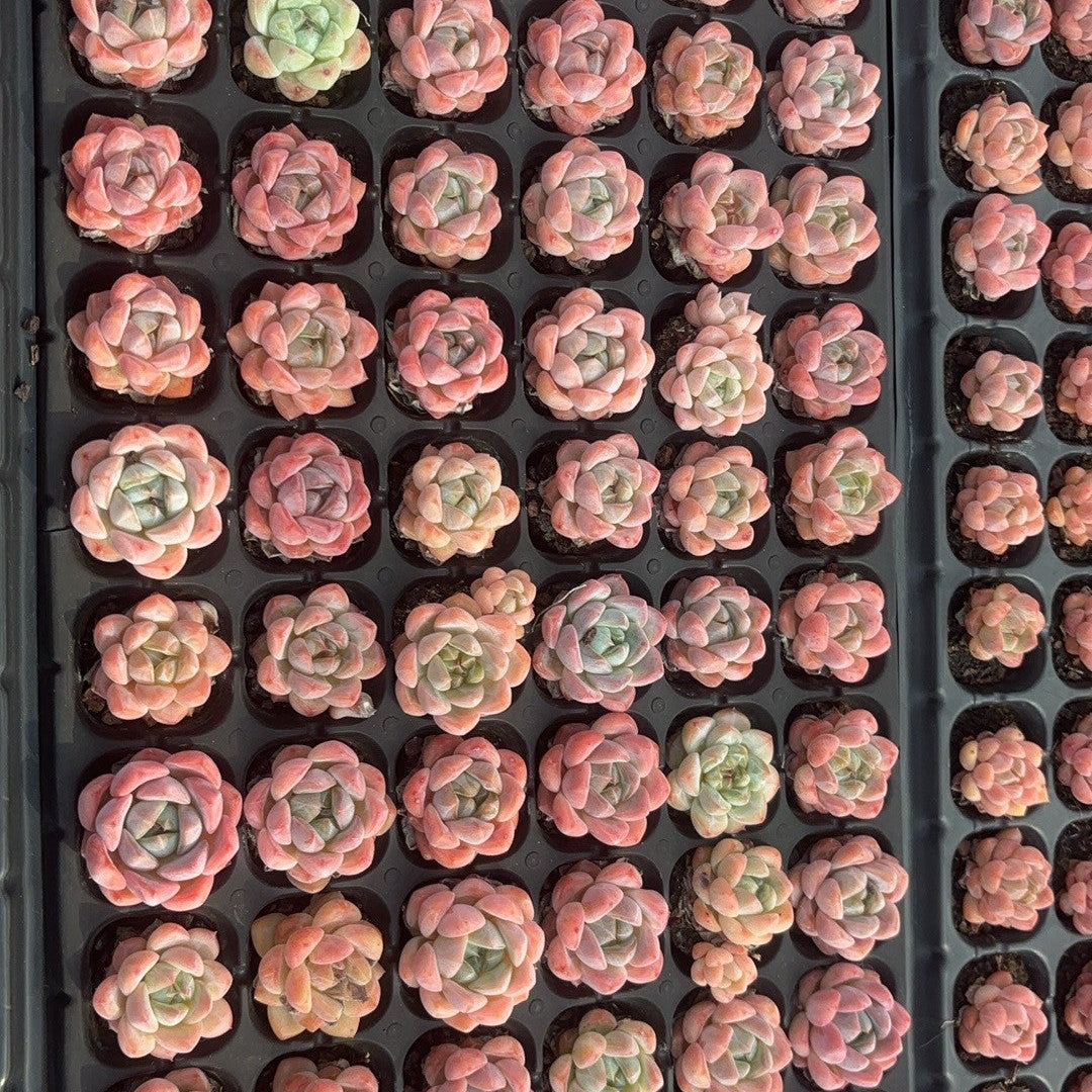 CA075 モンロー HYB エケベリア