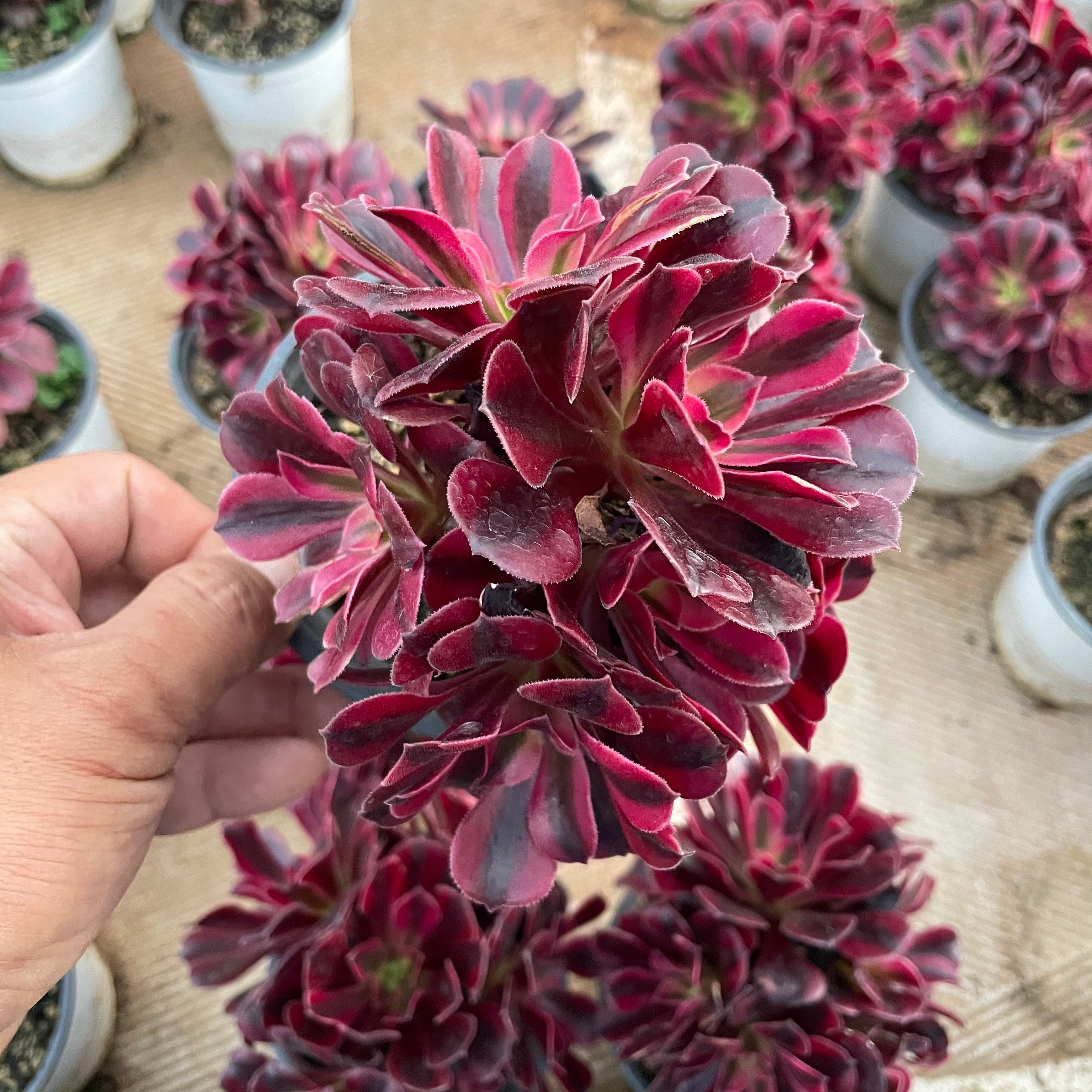 CF004 メデューサ 斑入り  アエオニウム