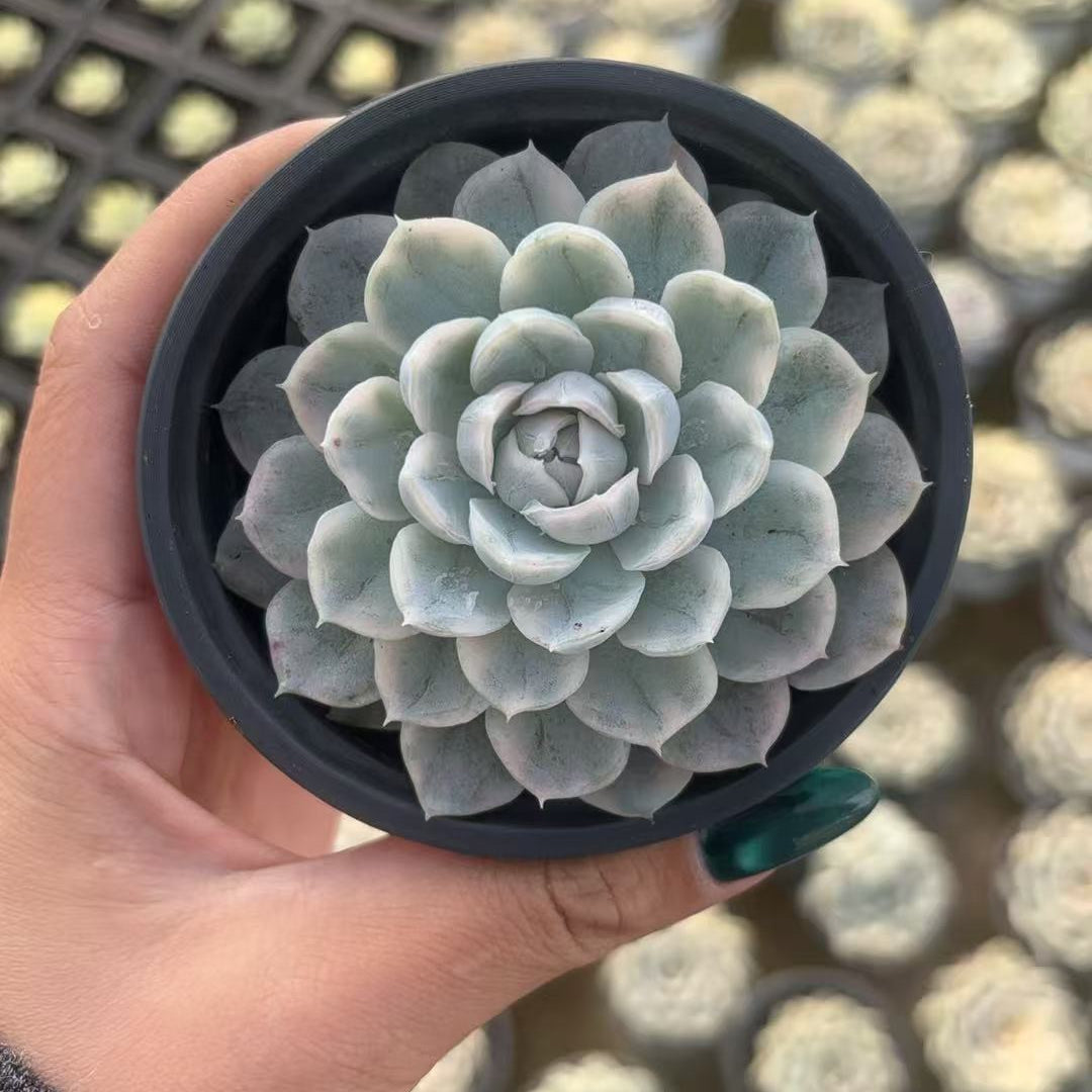 CF088 スノーボール・錦 エケベリア