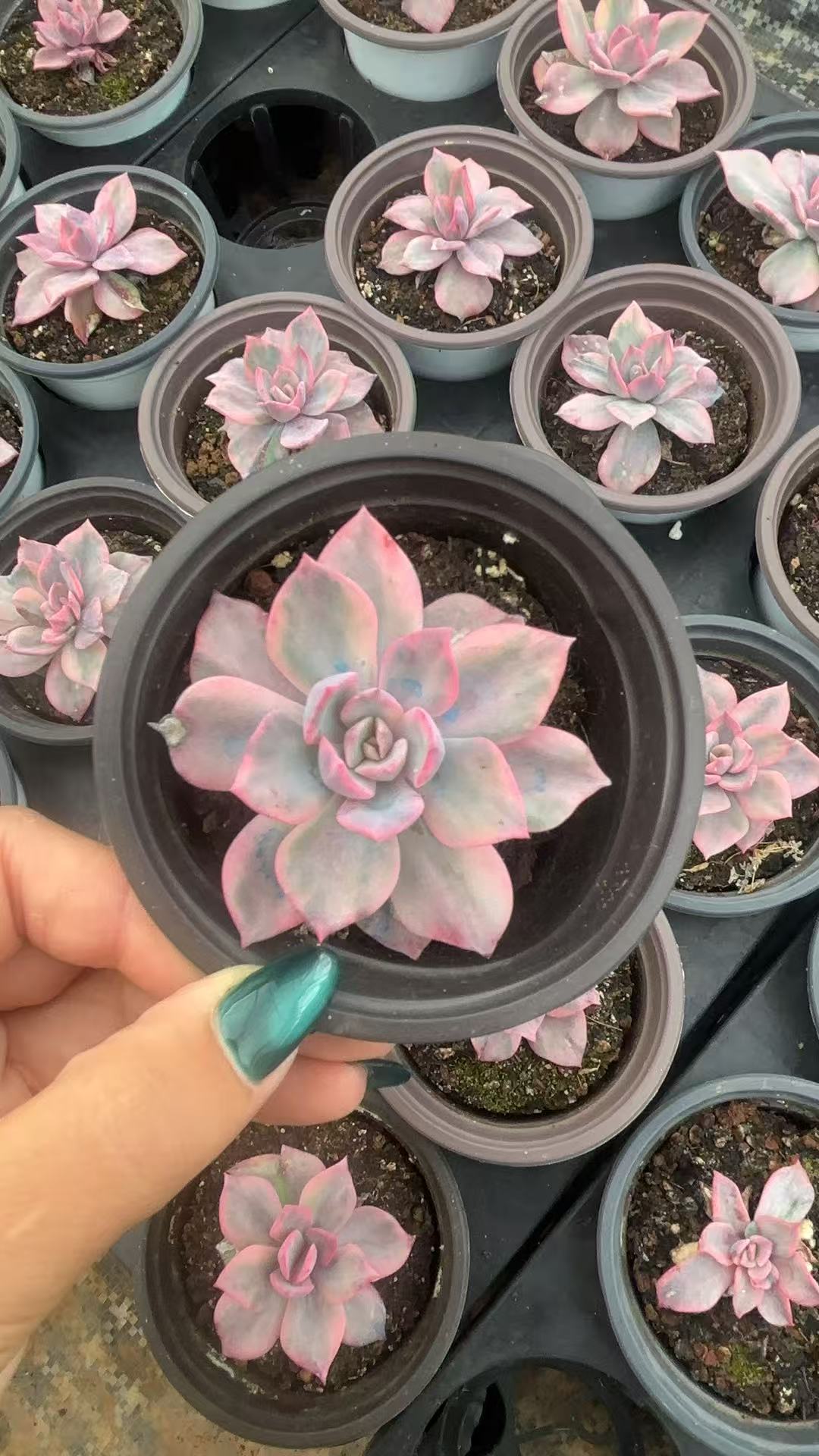 CF089 ピンク・ハウリン・錦 エケベリア