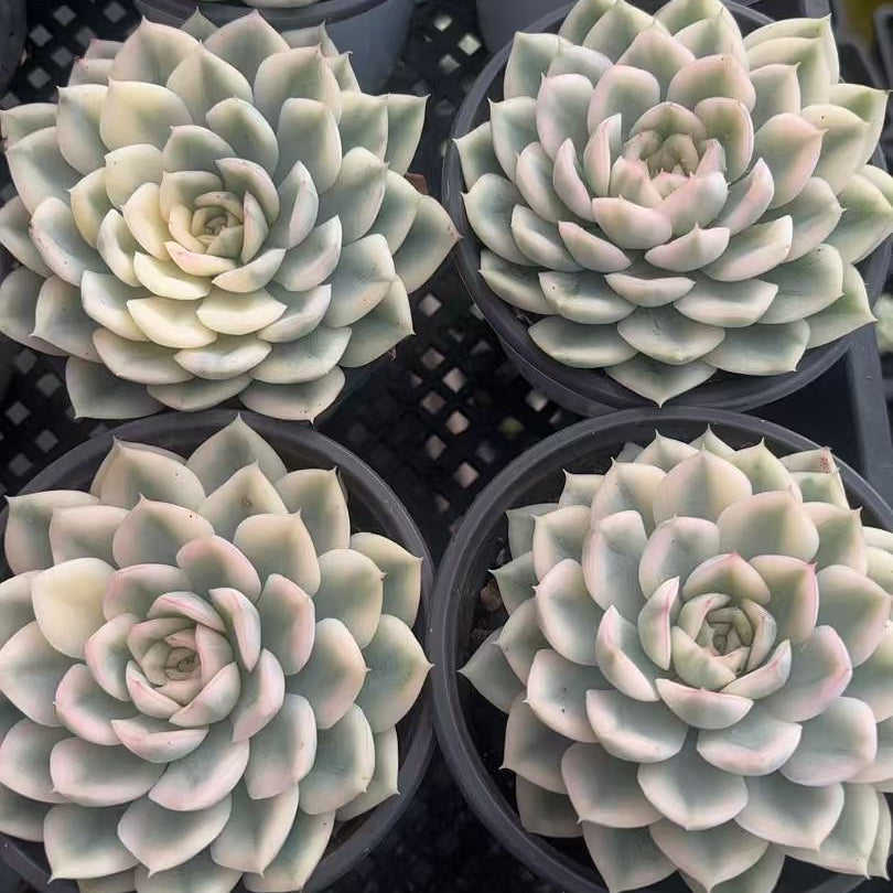 CF090 ムーンストーン 錦 エケベリア