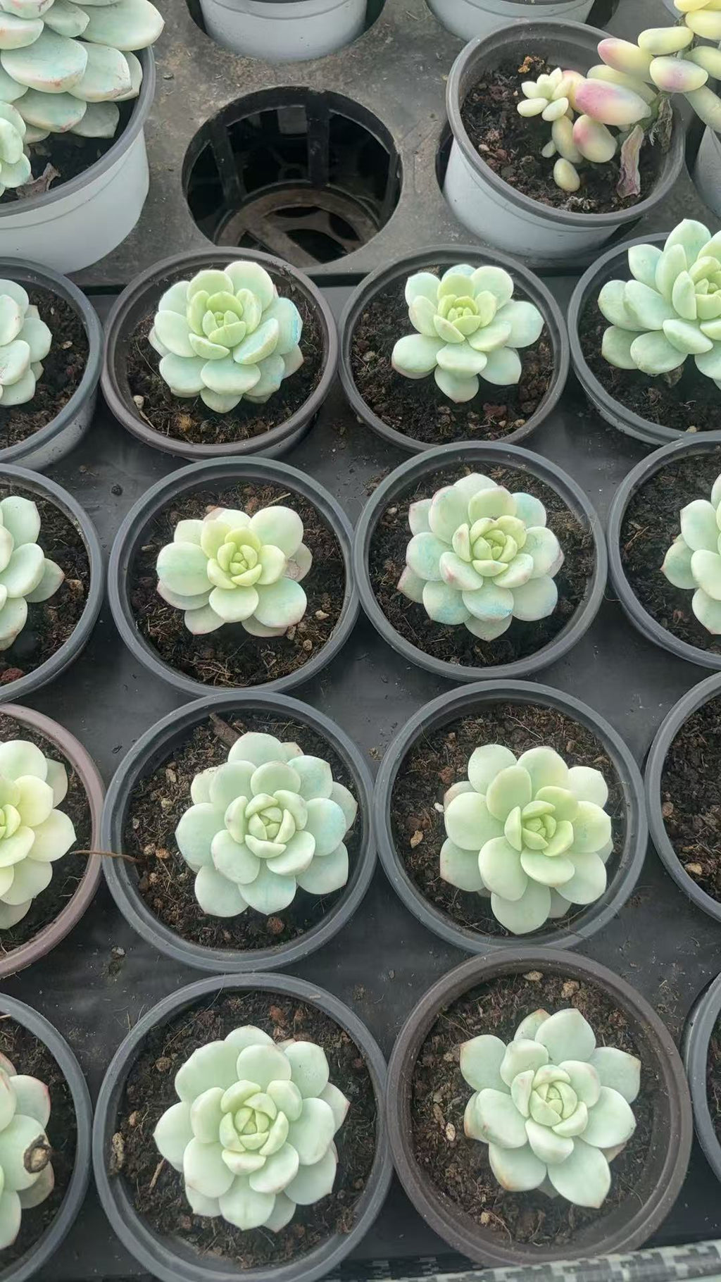 CF091 バニラビス・錦 エケベリア