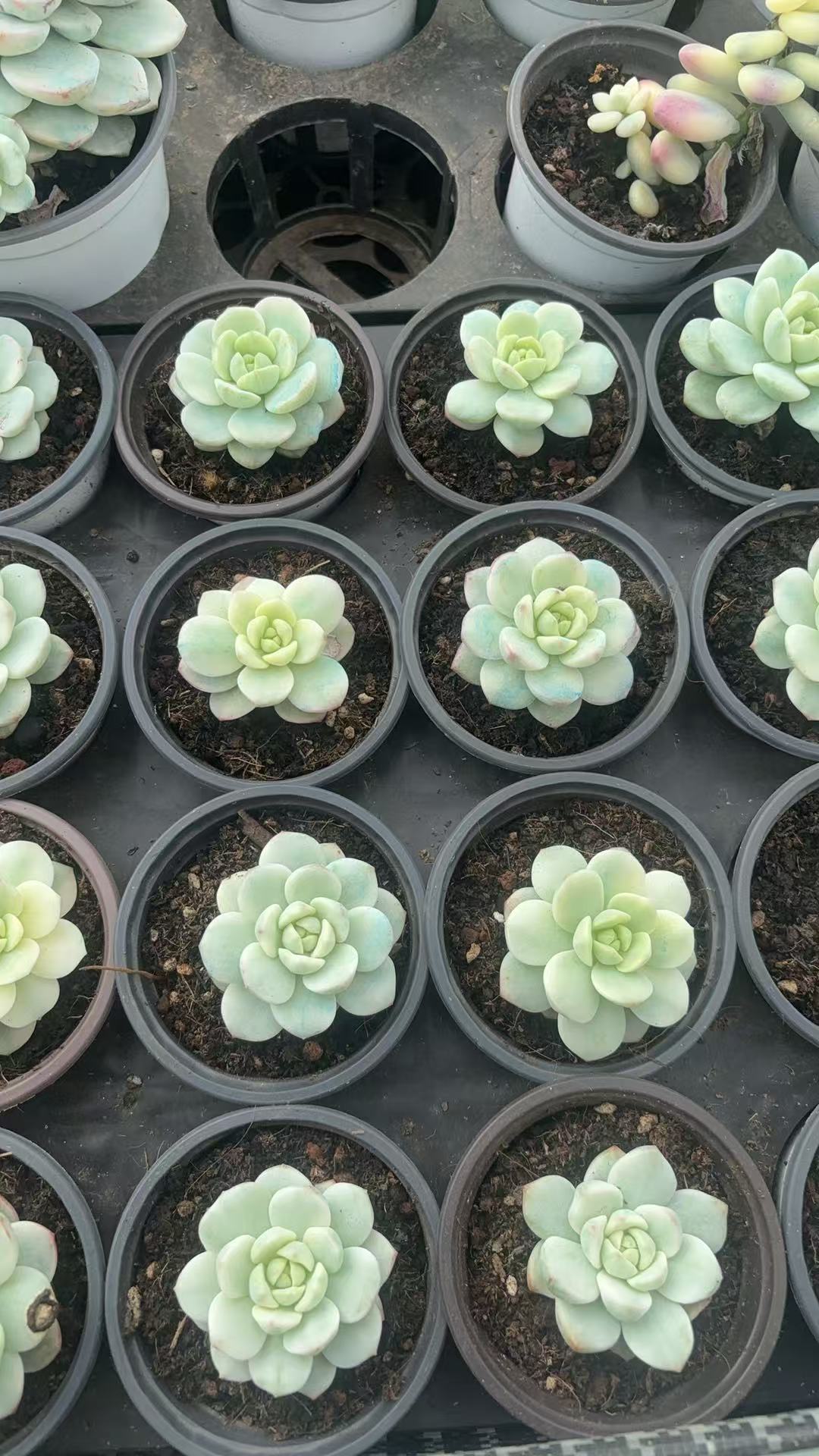 CF091 バニラビス・錦 エケベリア