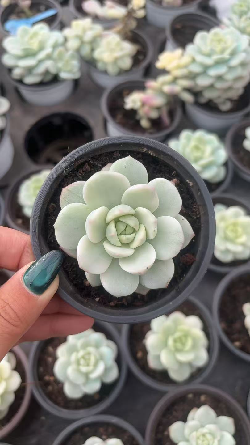 CF091 バニラビス・錦 エケベリア