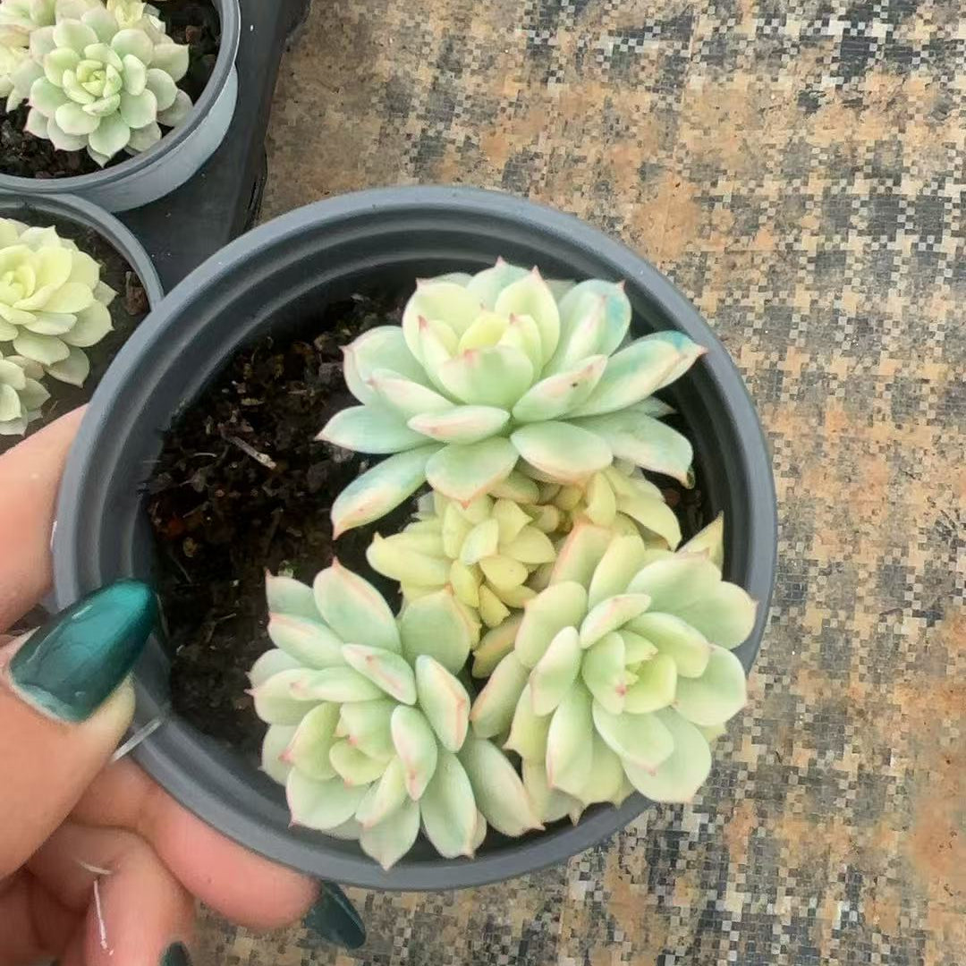 CF092 シナ・錦 エケベリア