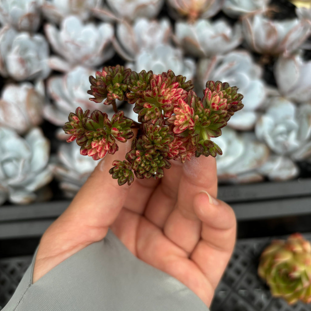 CM012 小人の祭り錦 アエオニウム