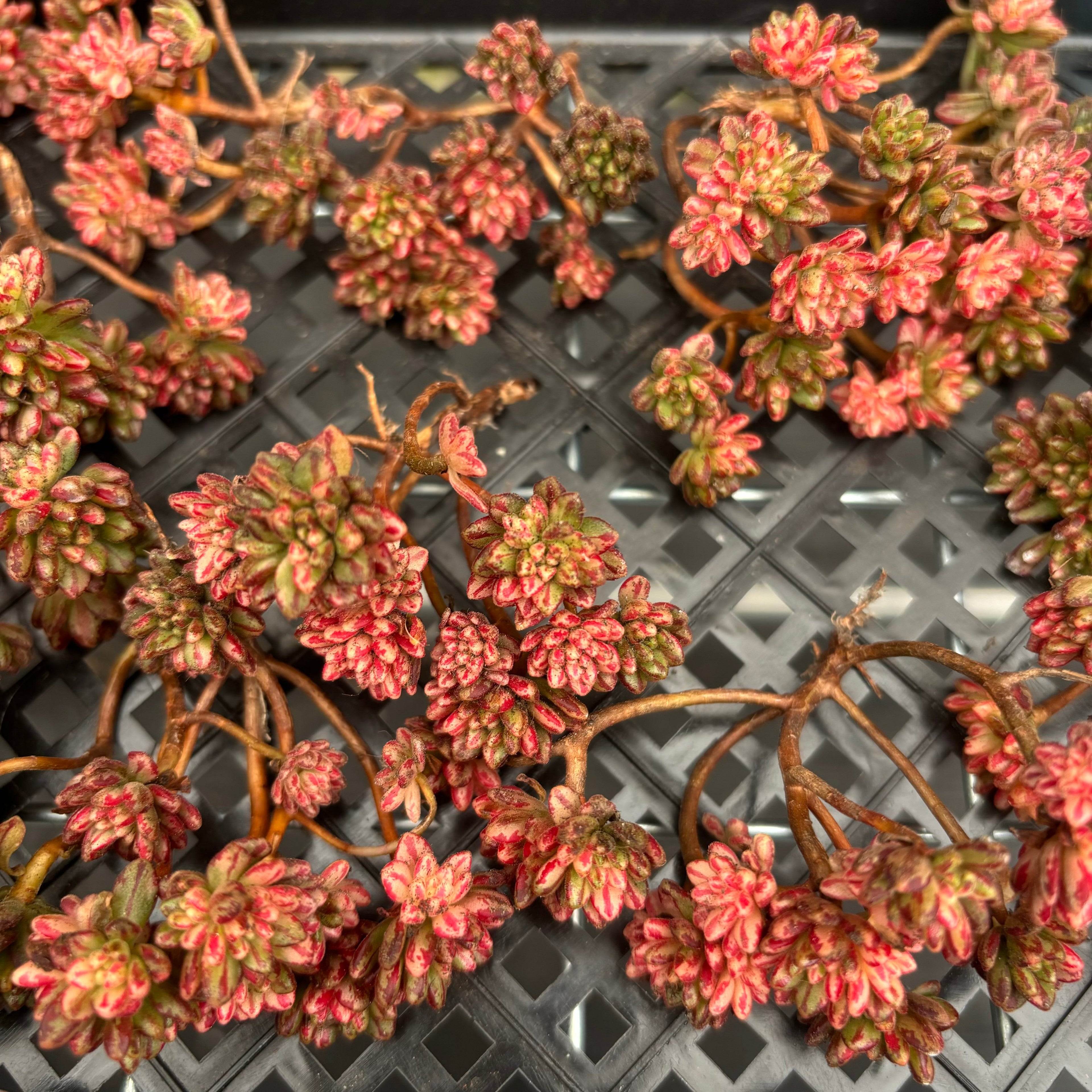 CM012 小人の祭り錦 アエオニウム