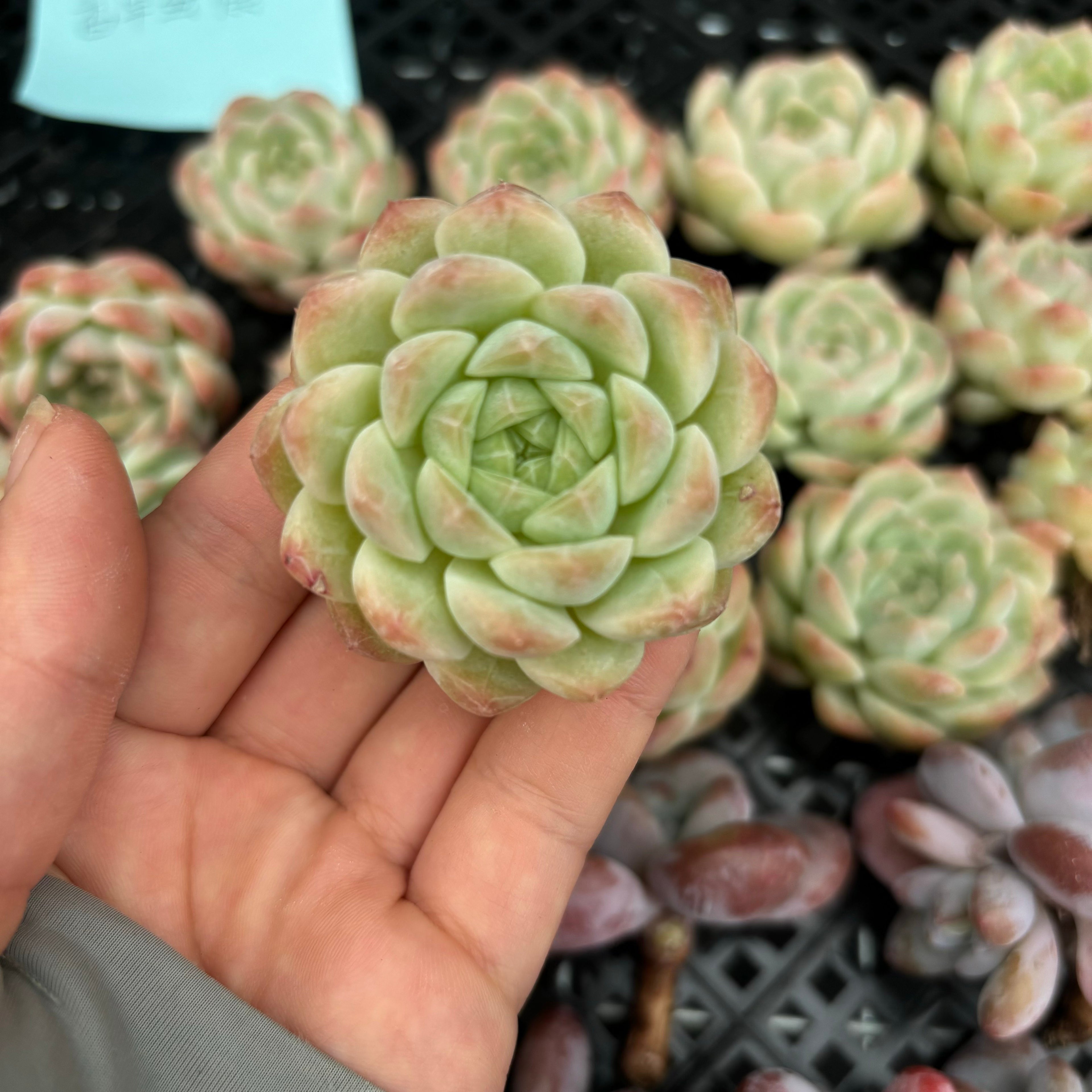 CM013 バニラケーキ エケベリア