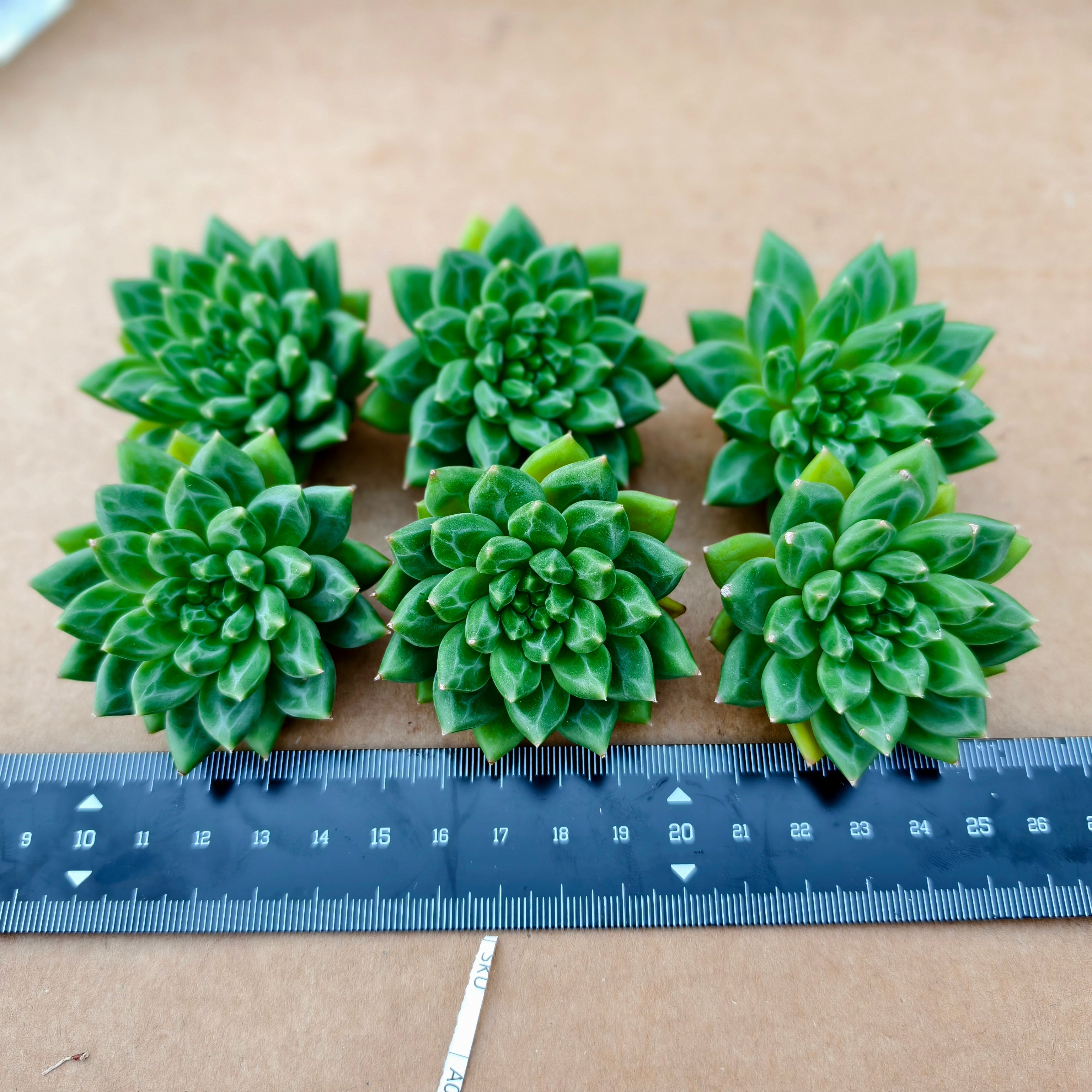 CX001 オラクル エケベリア