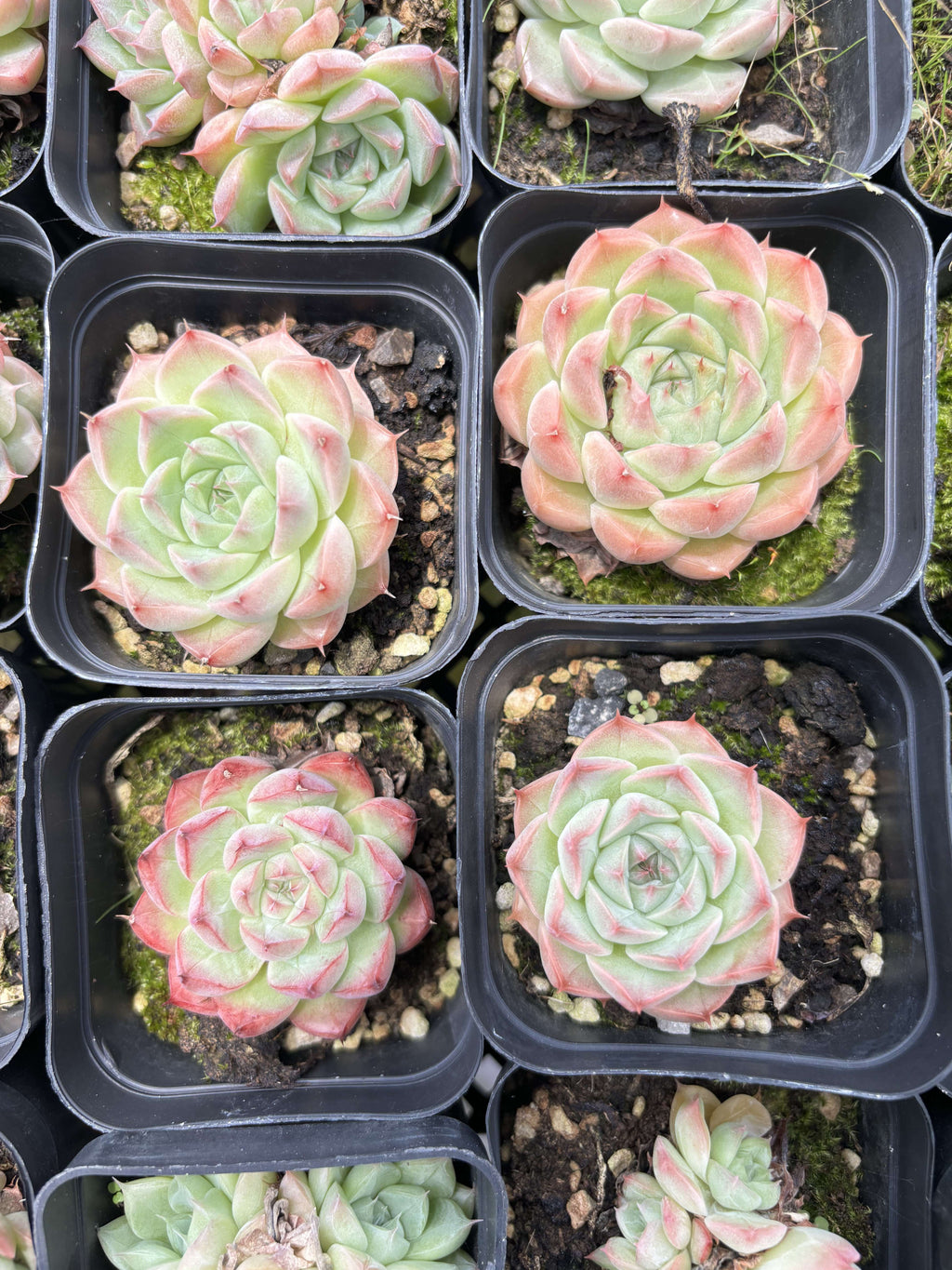 E016 紅女王 エケベリア