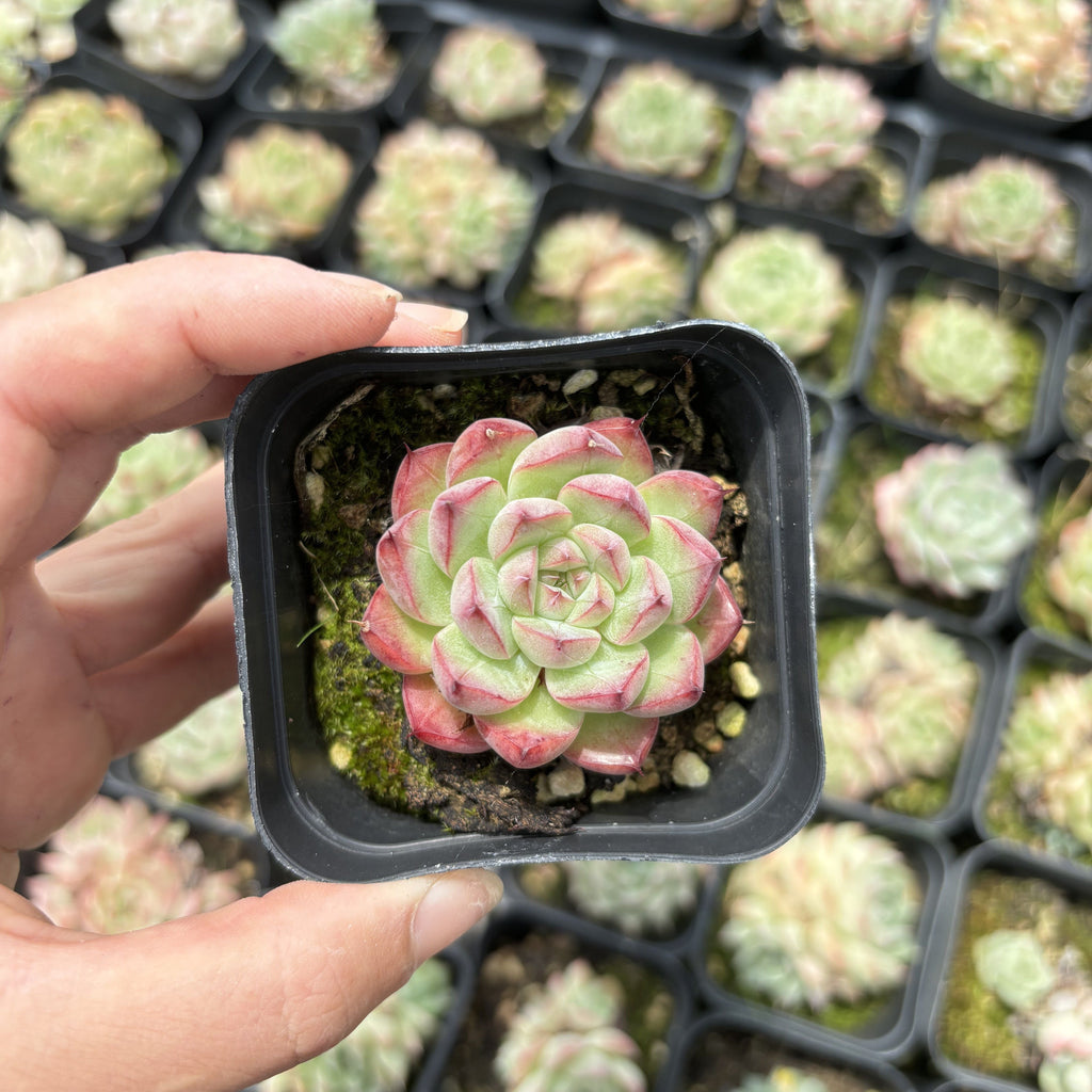 E016 紅女王 エケベリア