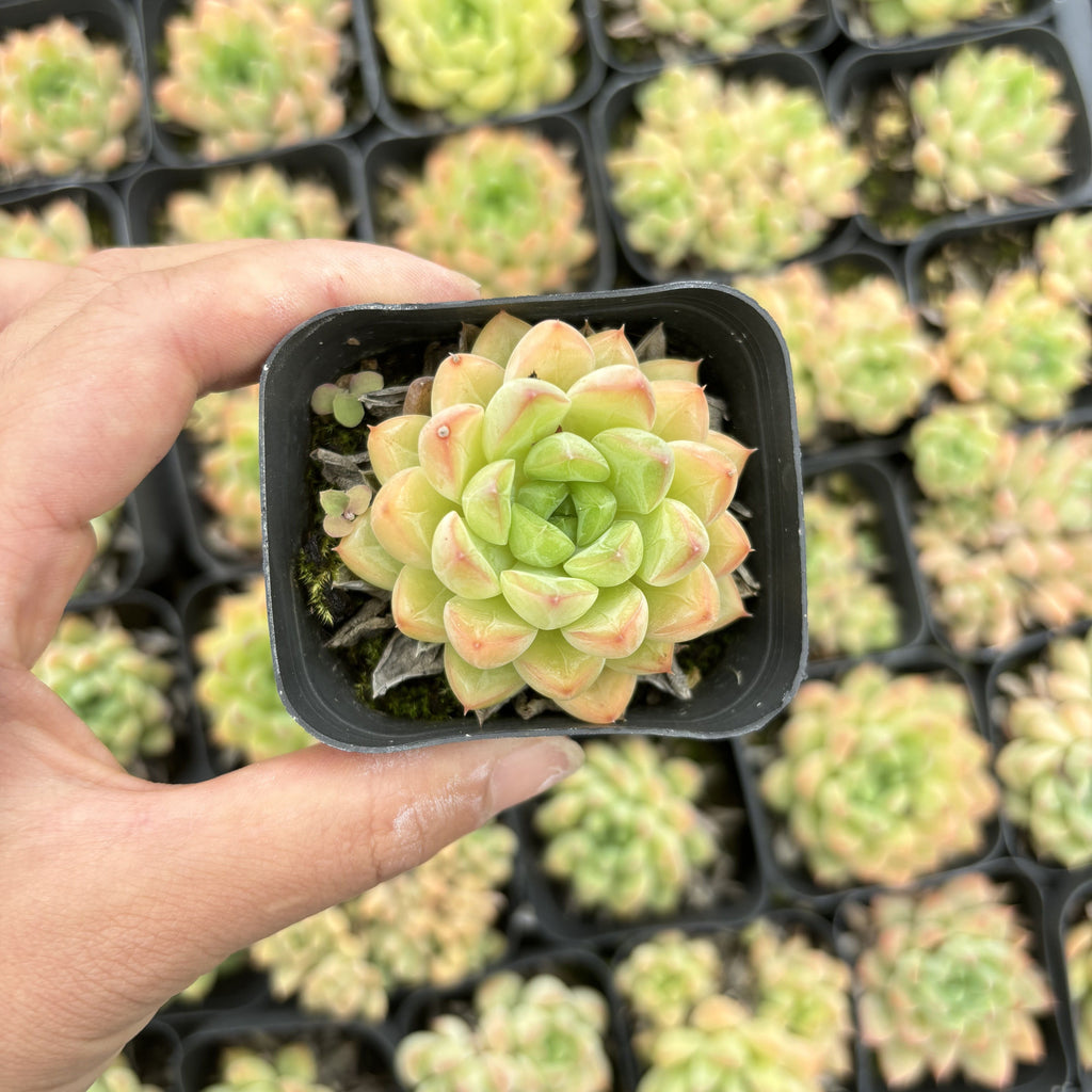 E020 ラクーン エケベリア