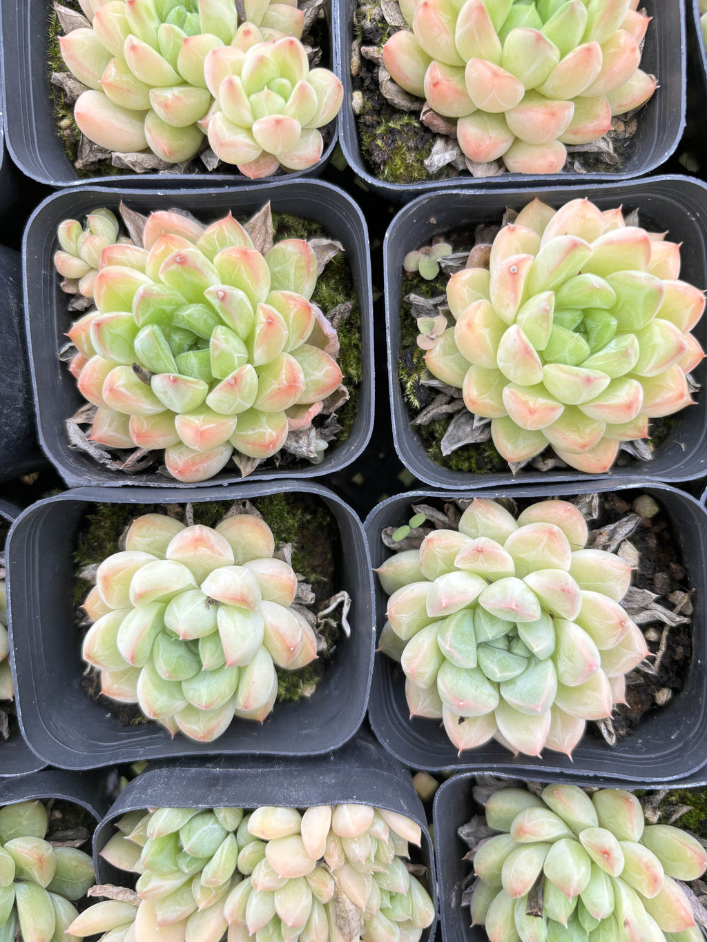 E020 ラクーン エケベリア