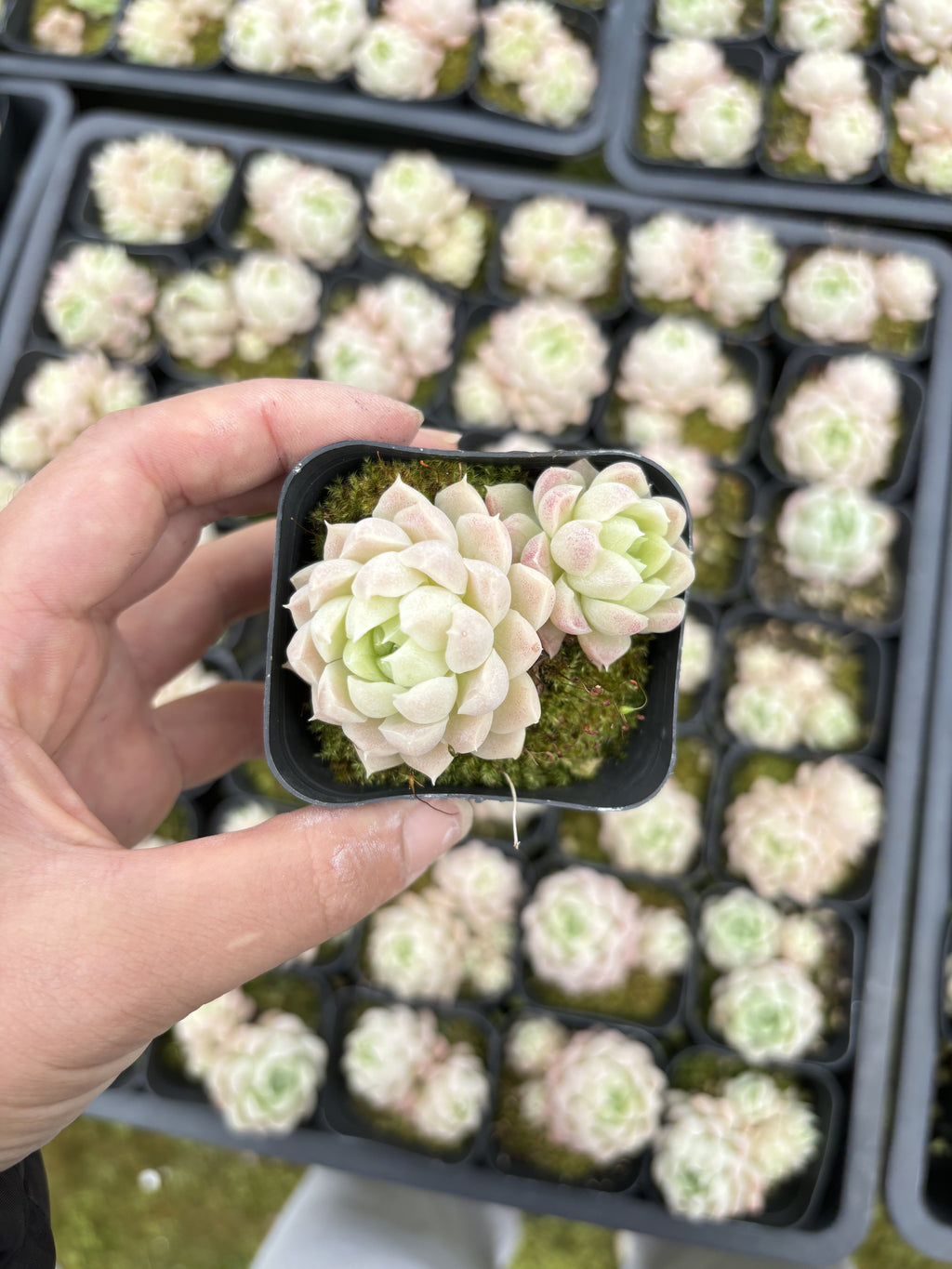 E021 白月影 エケベリア