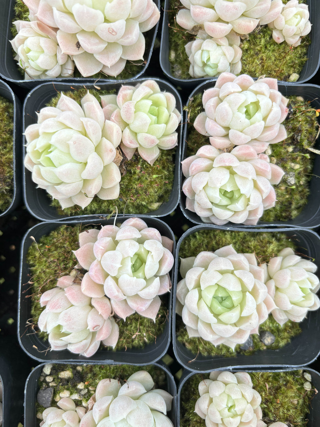 E021 白月影 エケベリア