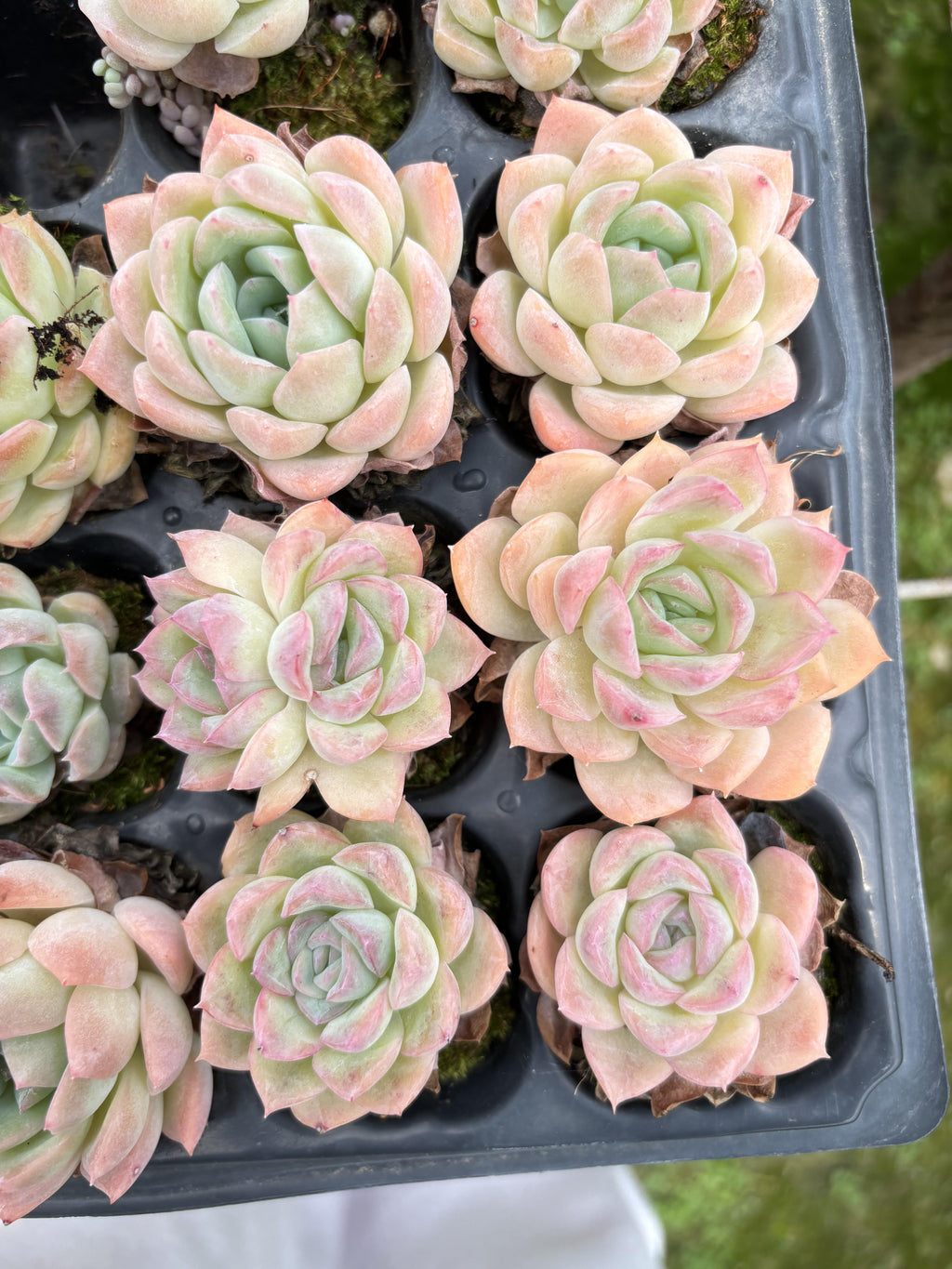 E022 ササ エケベリア