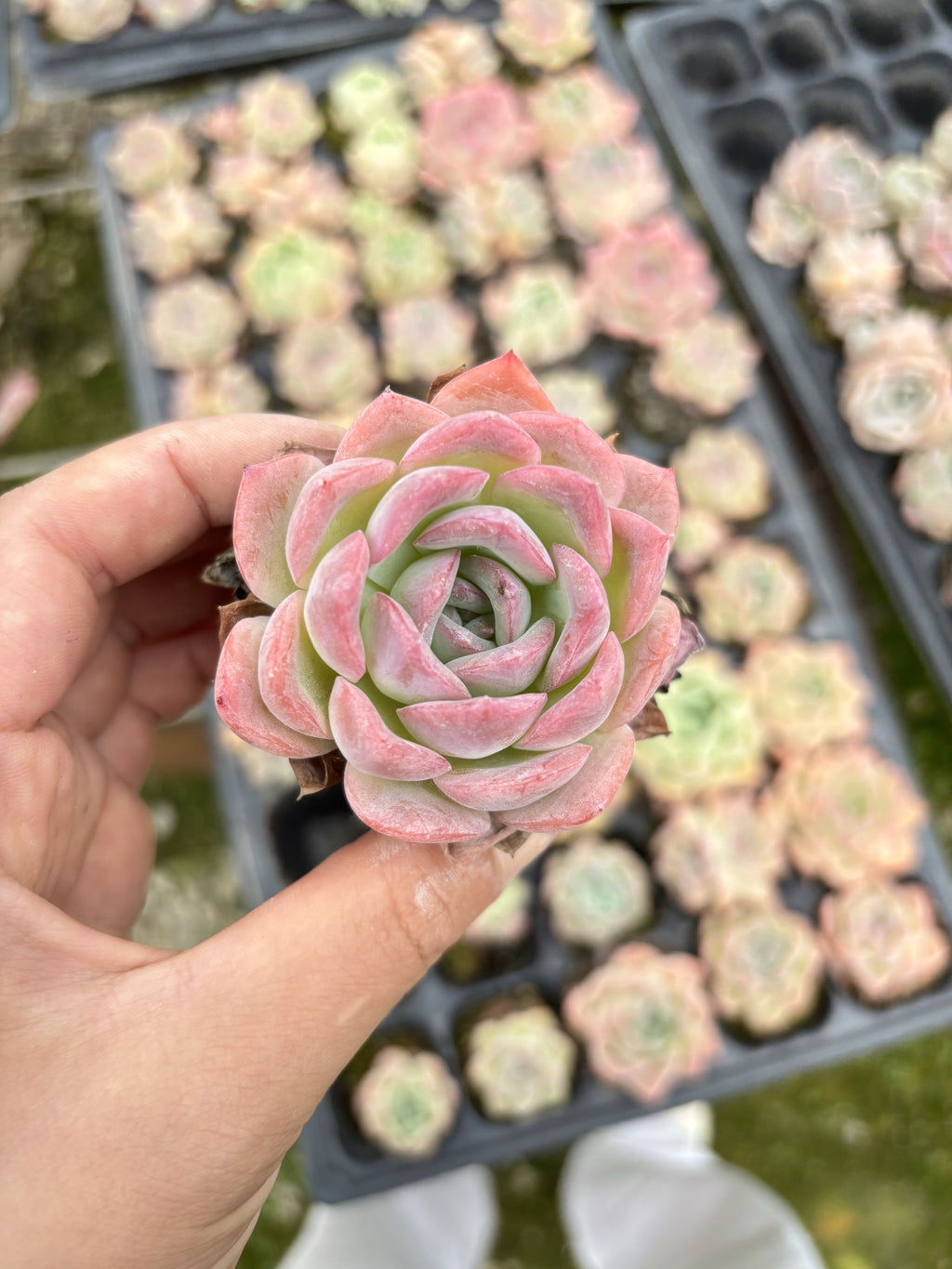 E022 ササ エケベリア