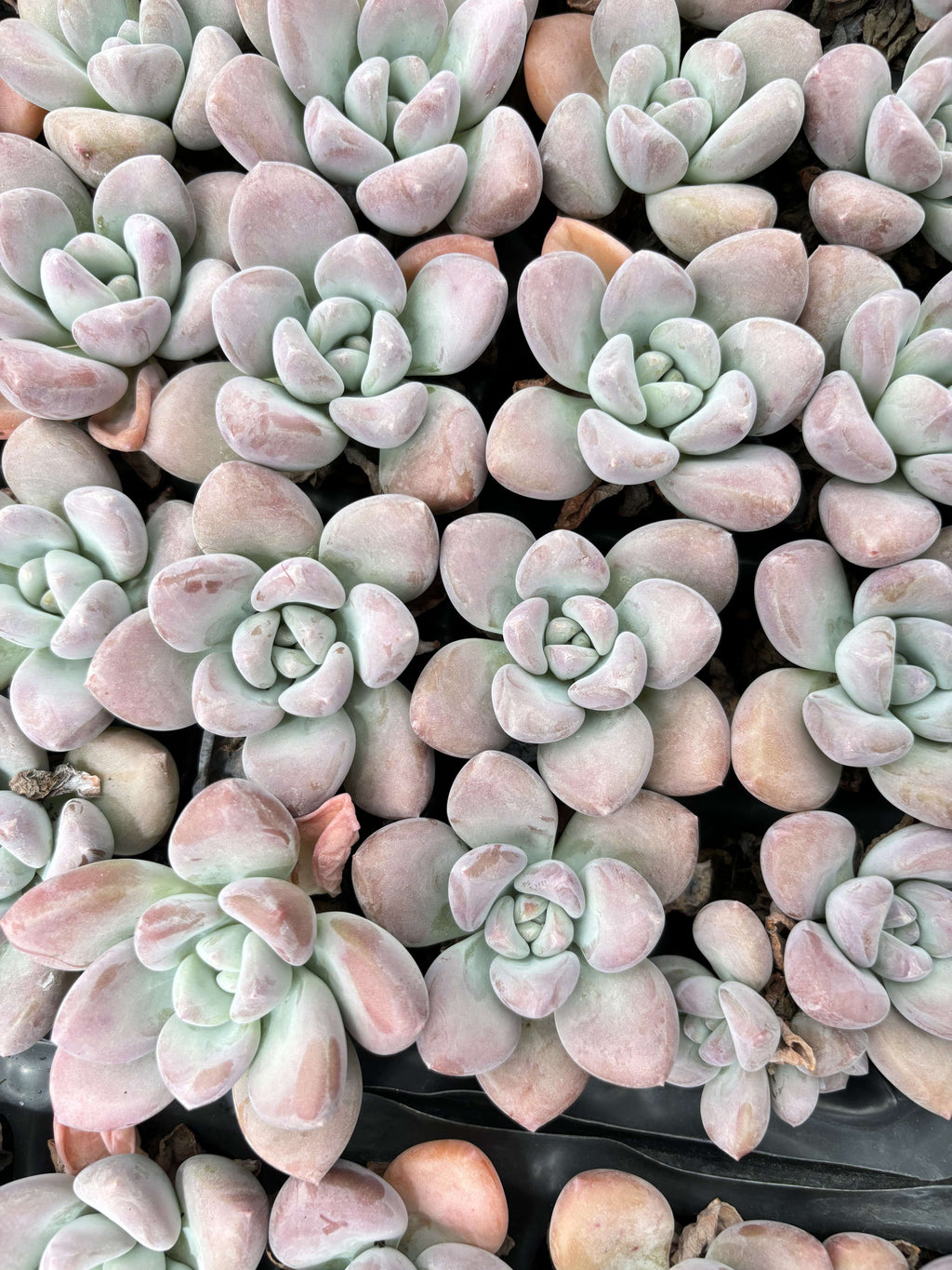 E024  レジェンド エケベリア