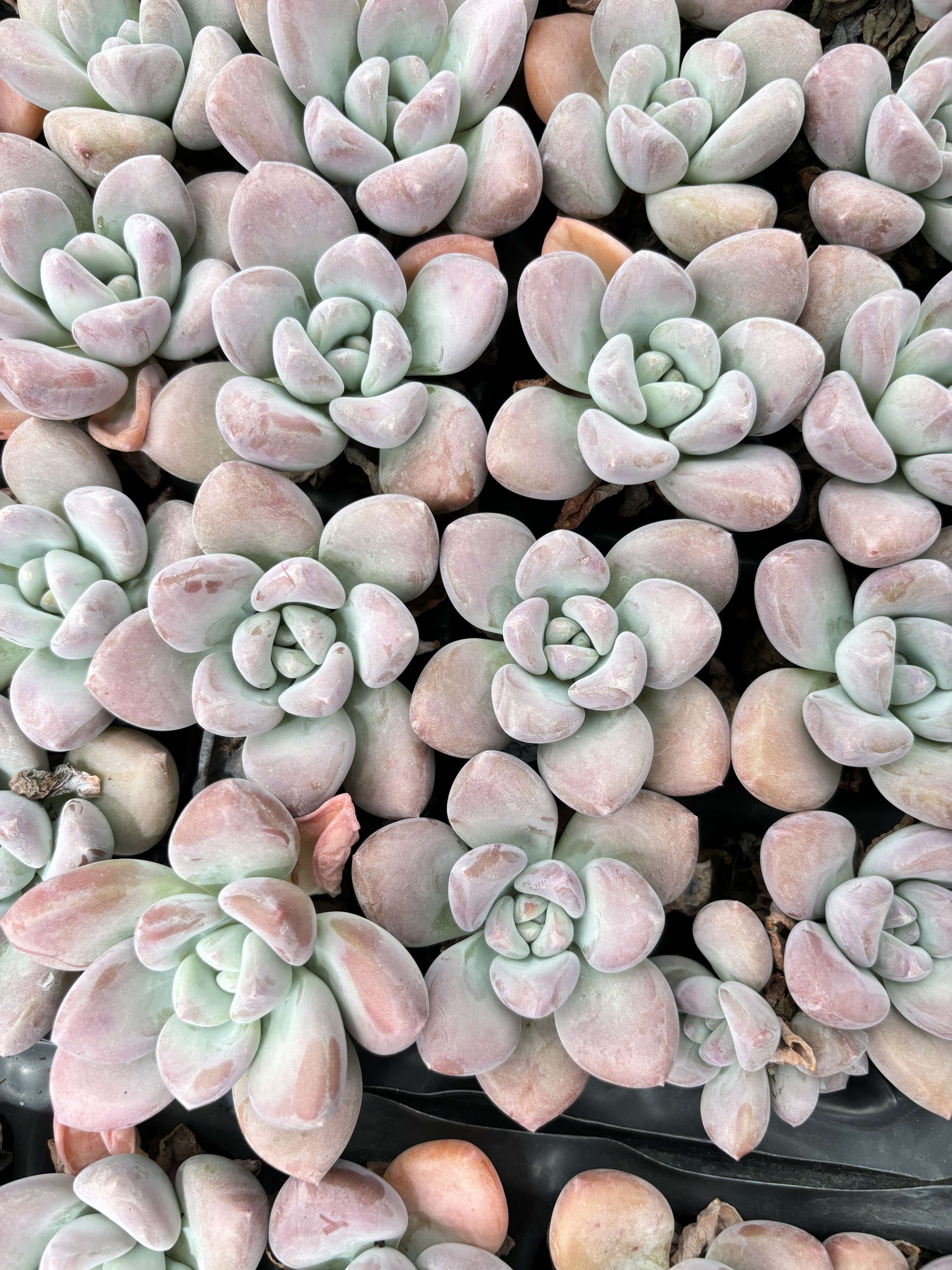 E024  レジェンド エケベリア