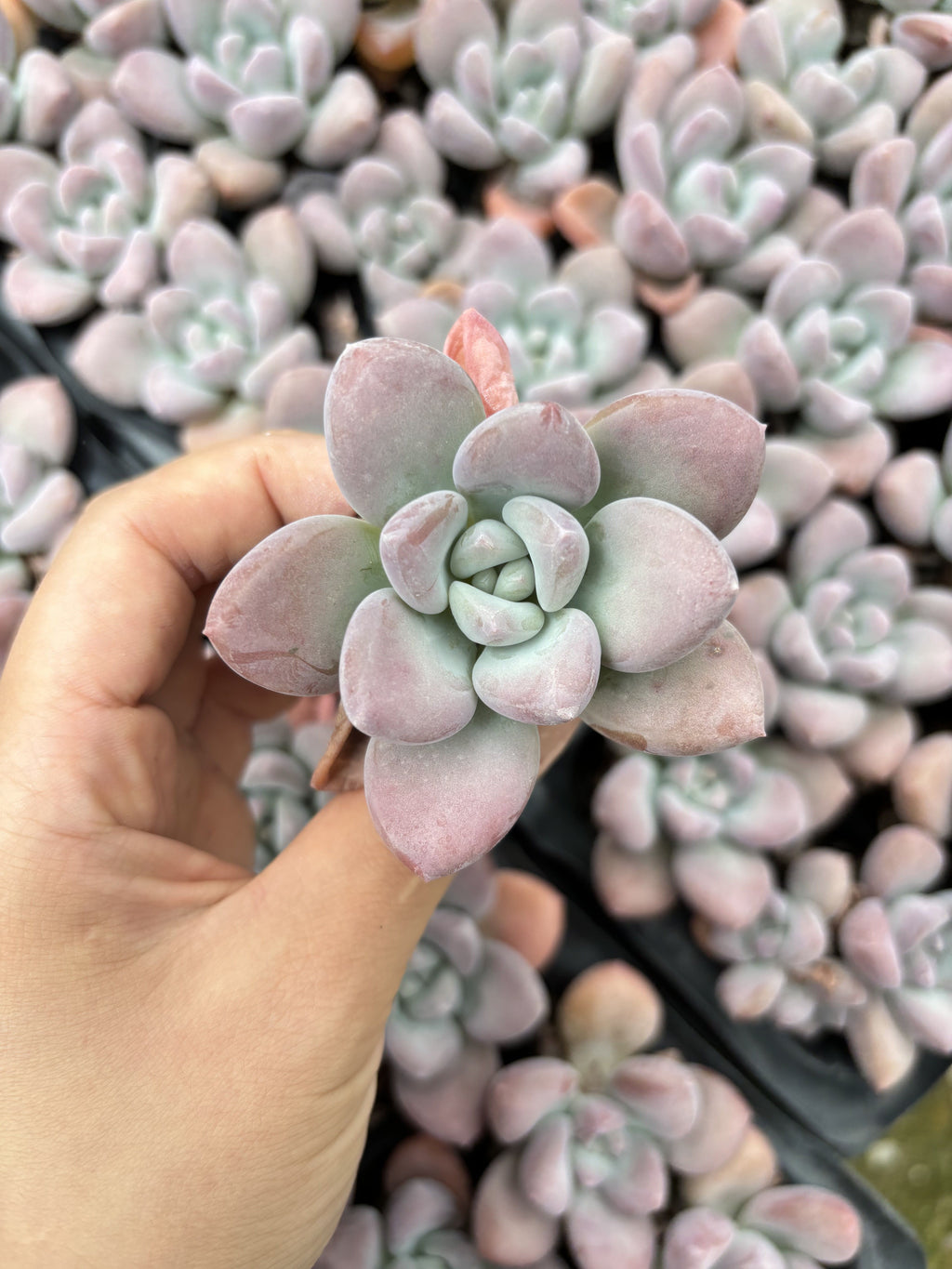 E024  レジェンド エケベリア