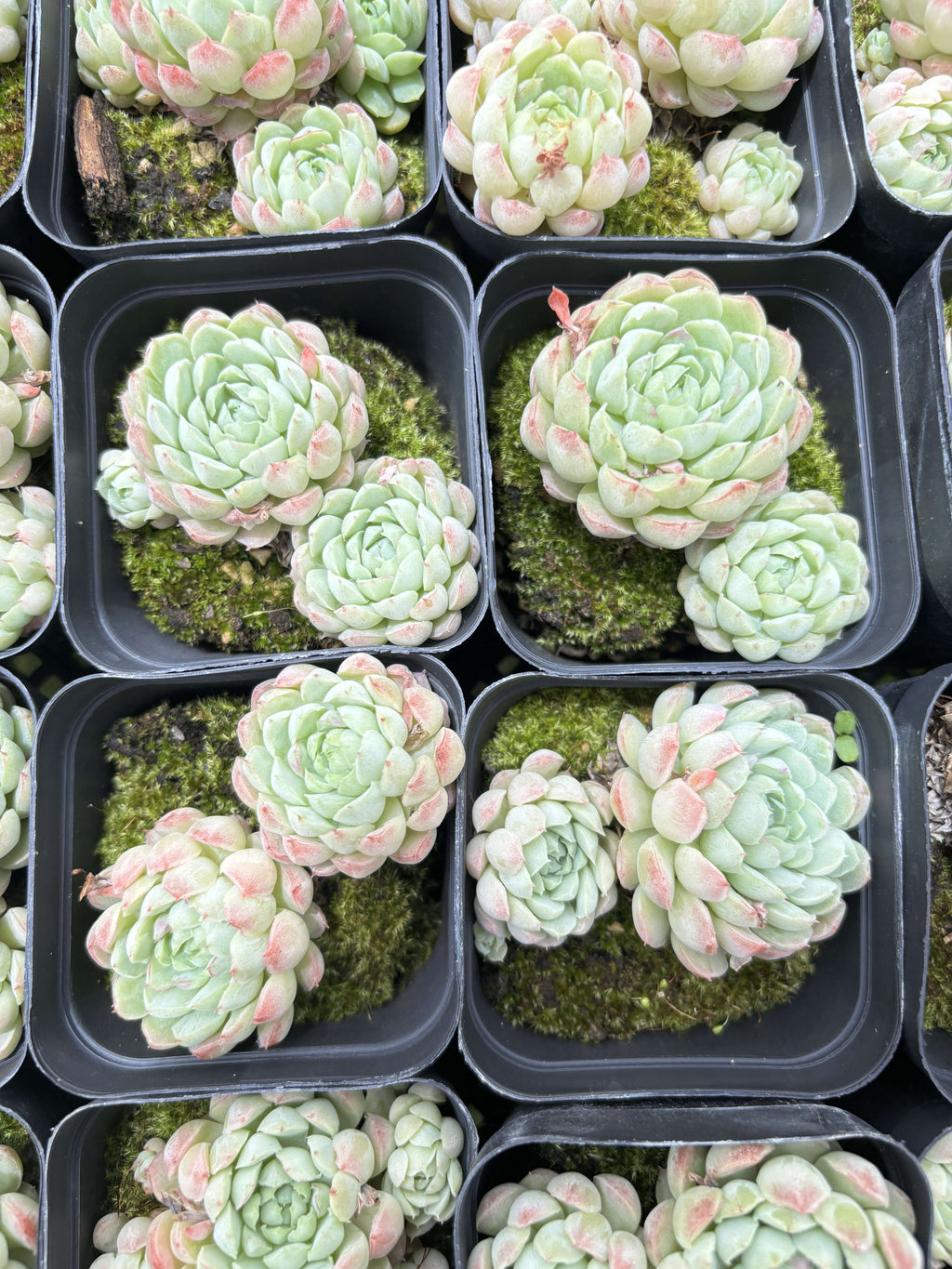 E026 ファットボール エケベリア