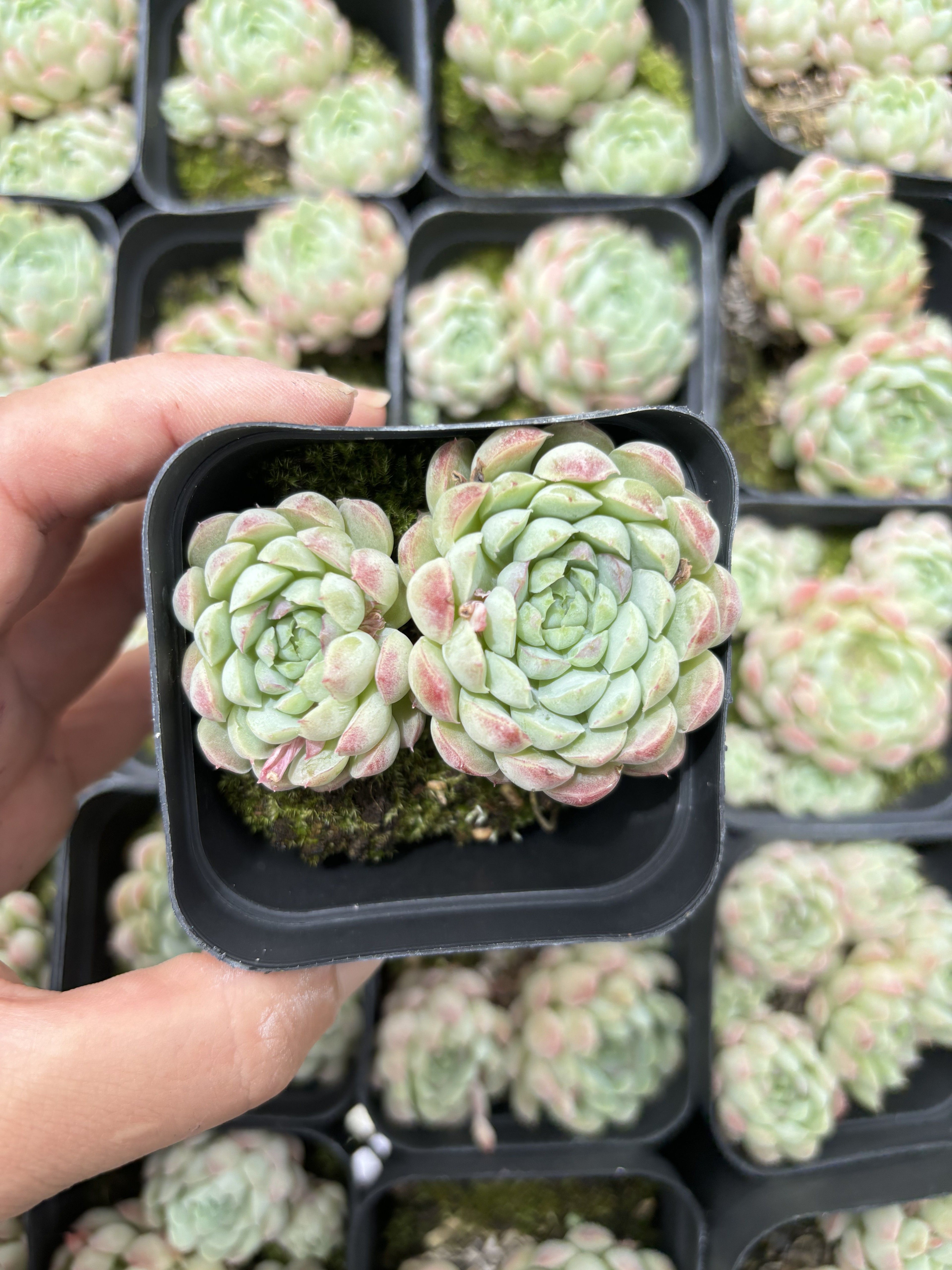 E026 ファットボール エケベリア