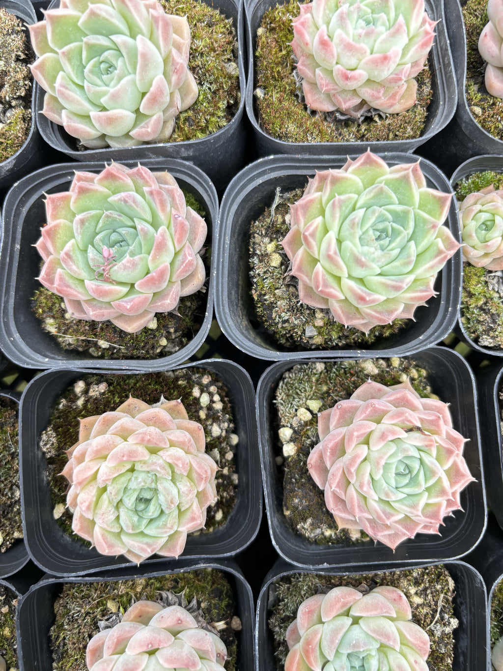 E027 シャーリー エケベリア