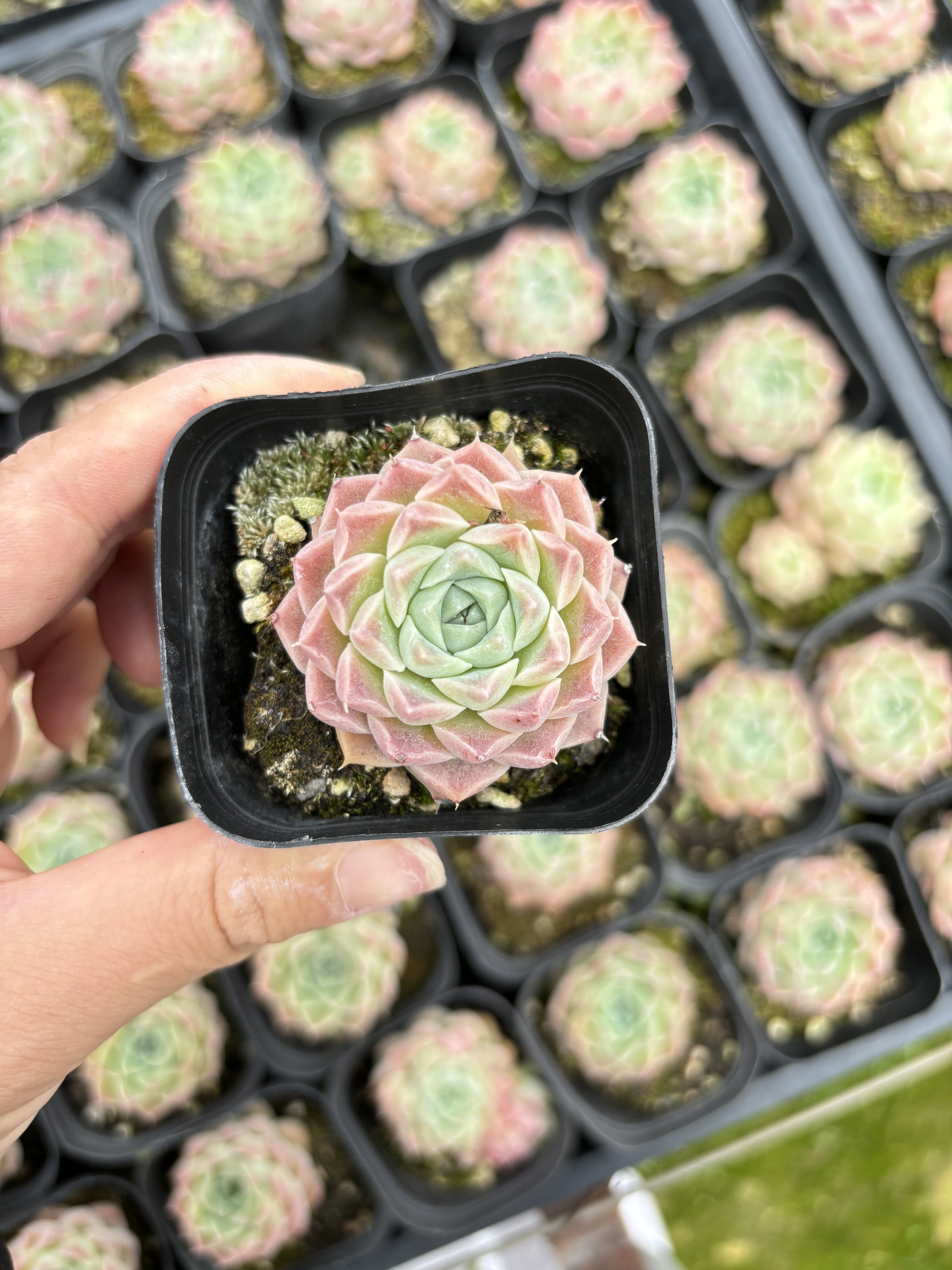 E027 シャーリー エケベリア