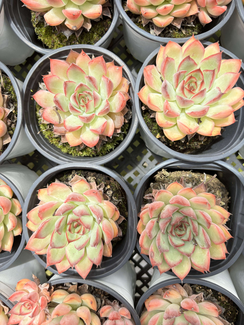 E028 レッドホーク エケベリア