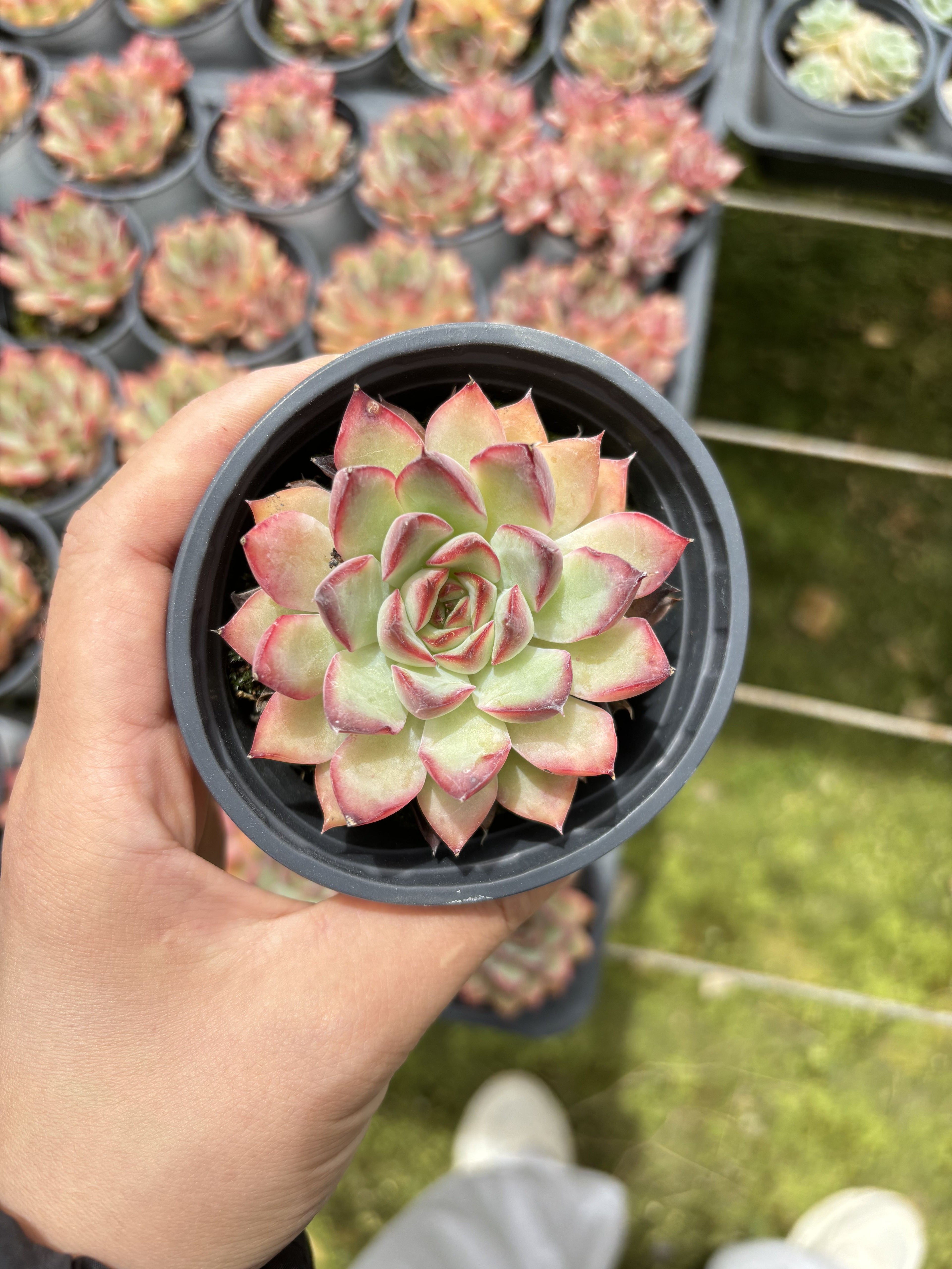 E028 レッドホーク エケベリア