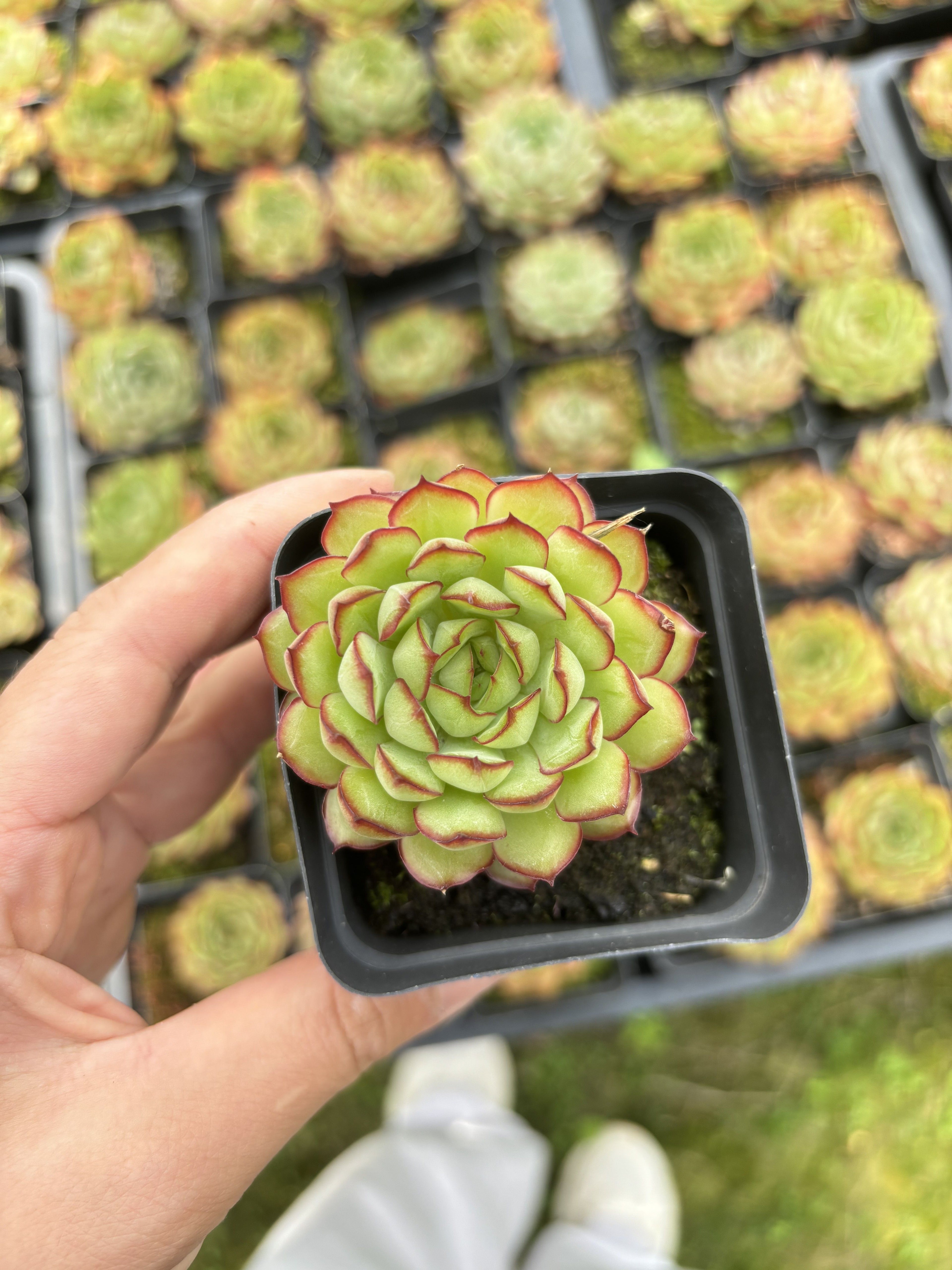 E030 メキシコ・プリドネス エケベリア