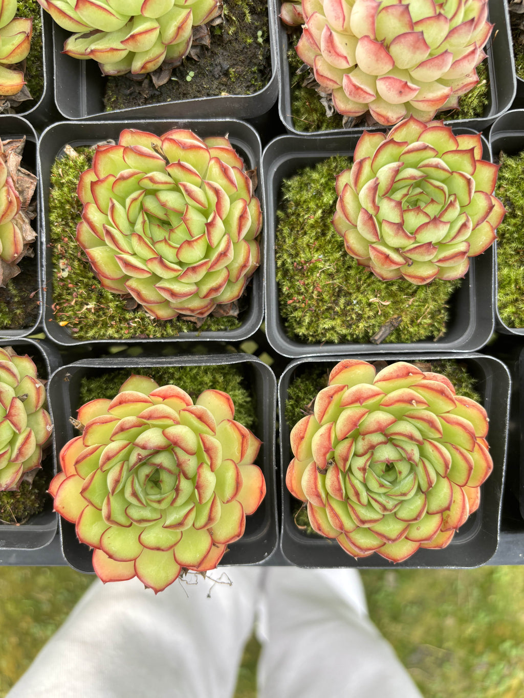 E030 メキシコ・プリドネス エケベリア