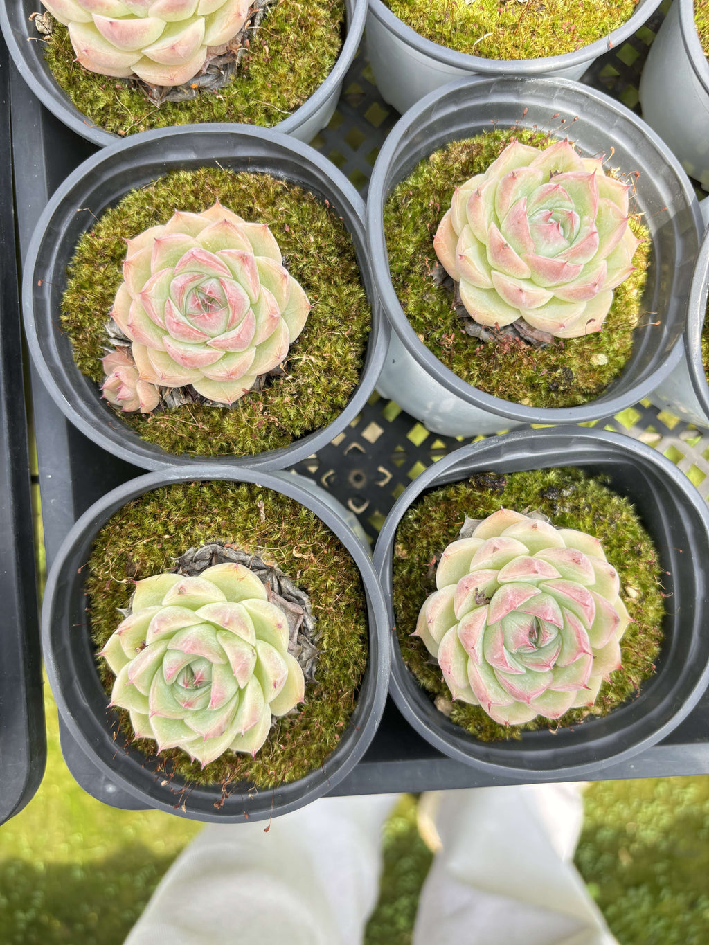 E031 クリスタルローズ エケベリア