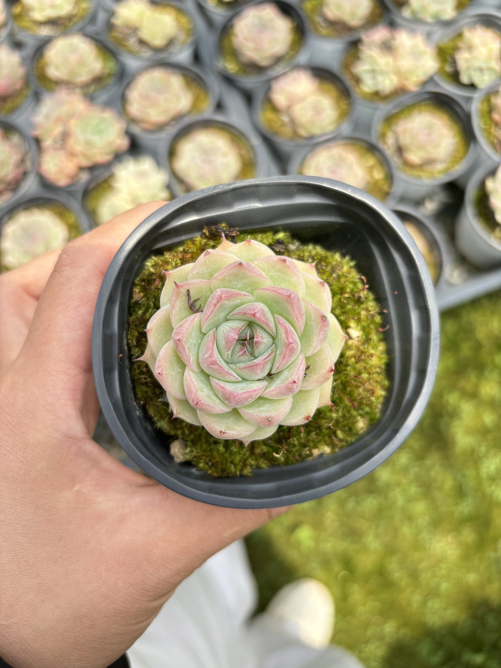 E031 クリスタルローズ エケベリア