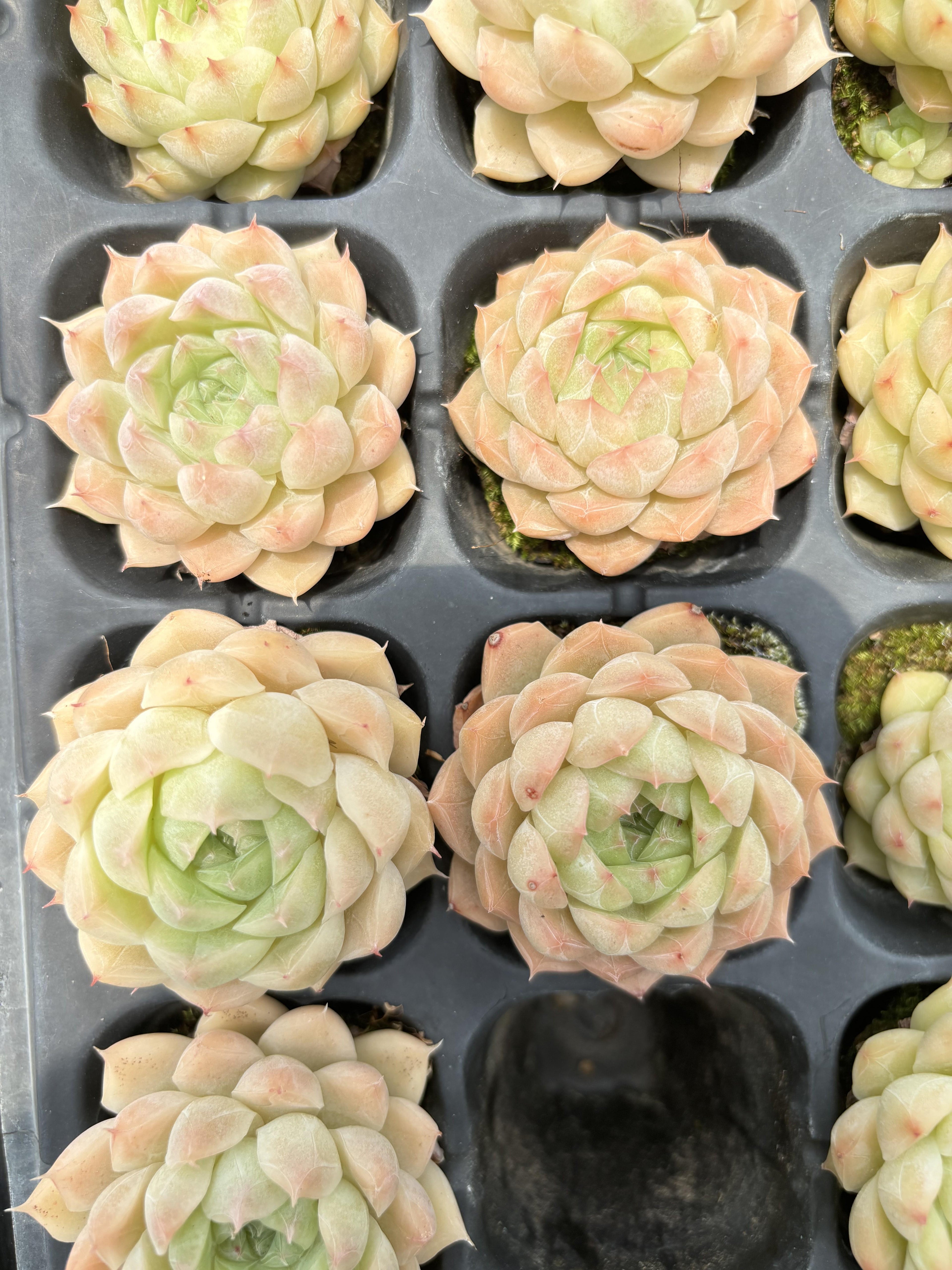 E032 女王 エケベリア