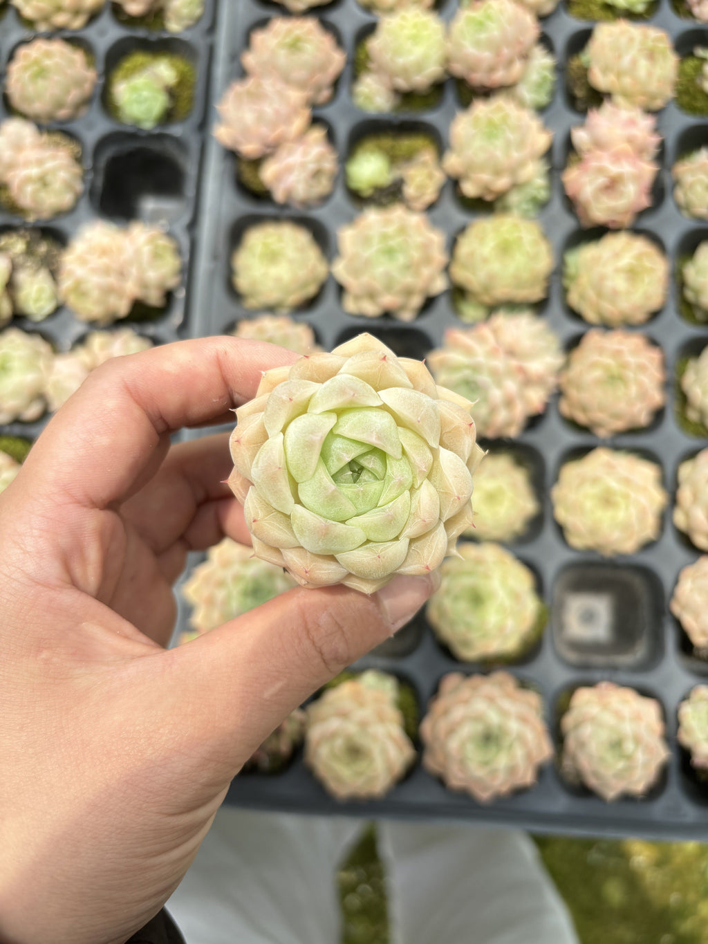 E032 女王 エケベリア