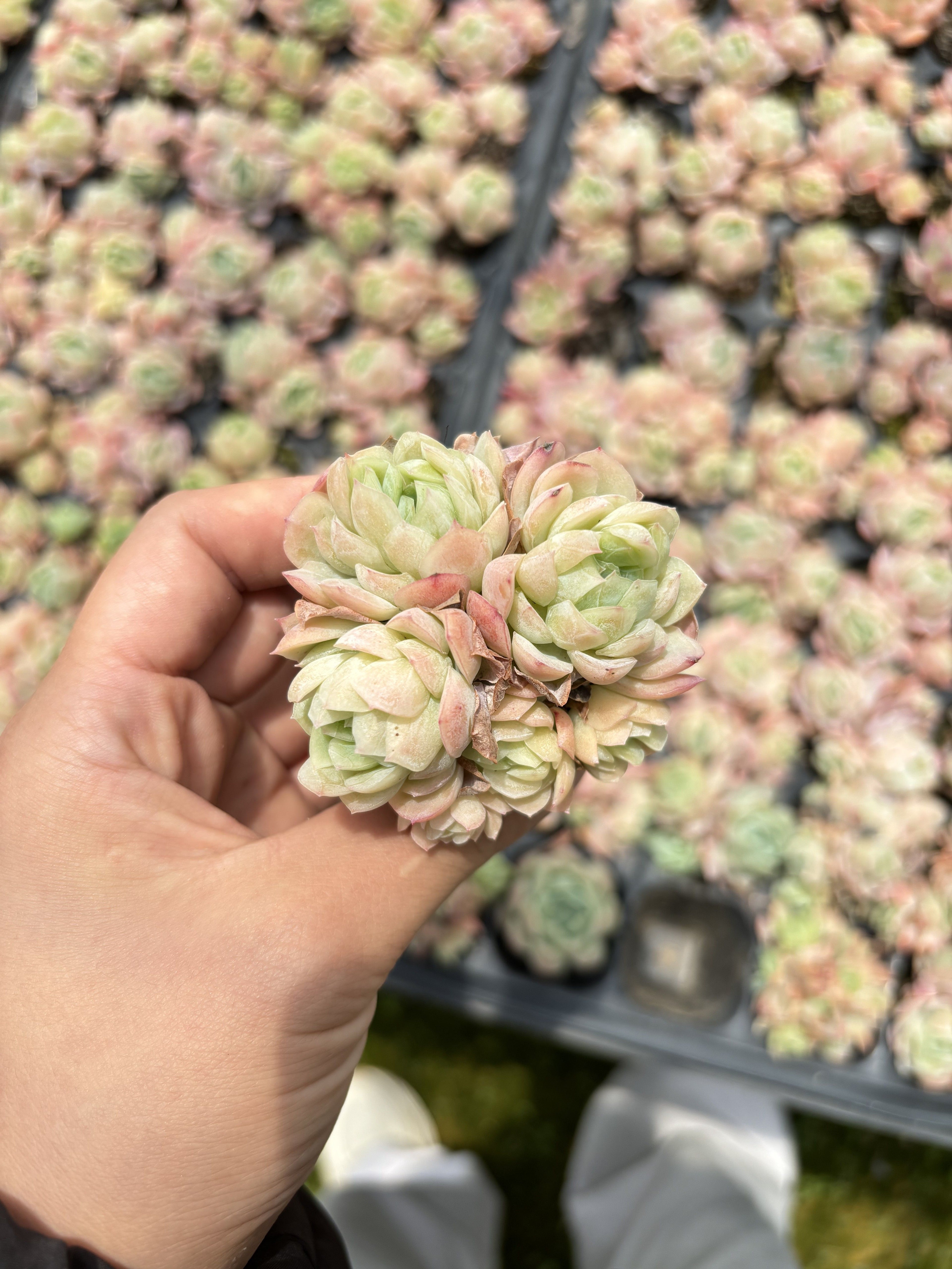 E033 ラズベリーアイス  エケベリア