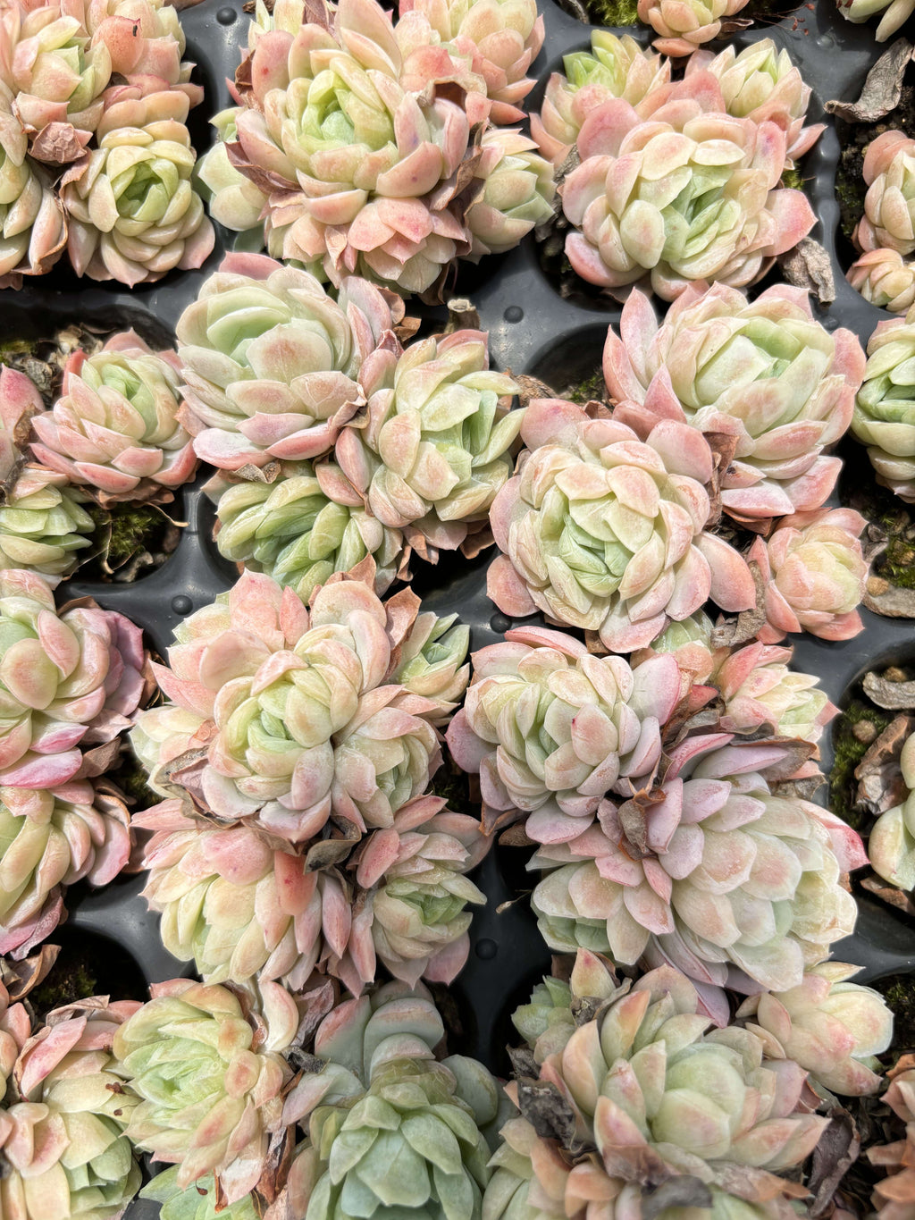 E033 ラズベリーアイス  エケベリア