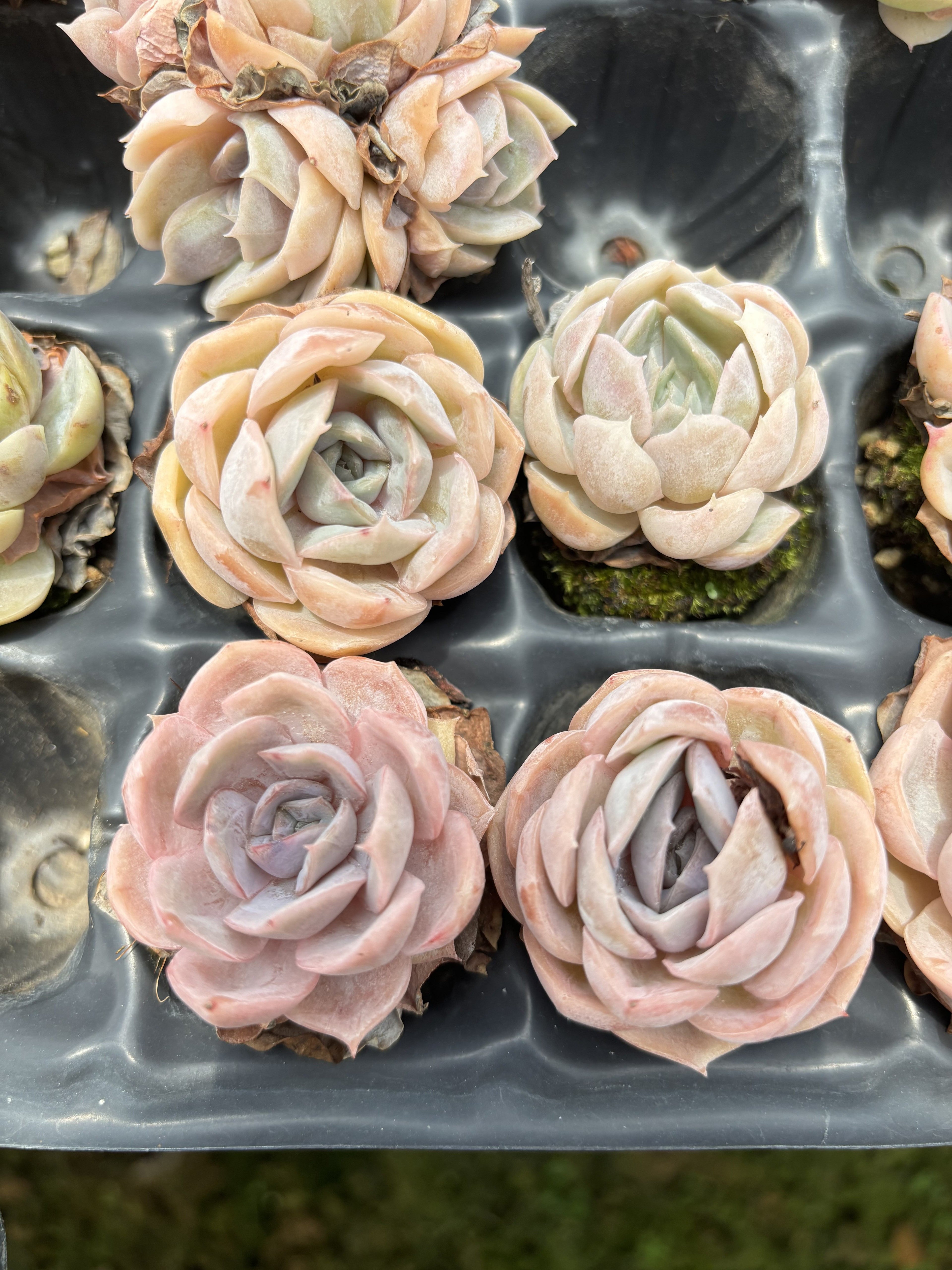 E034 ブルーサプライズ エケベリア