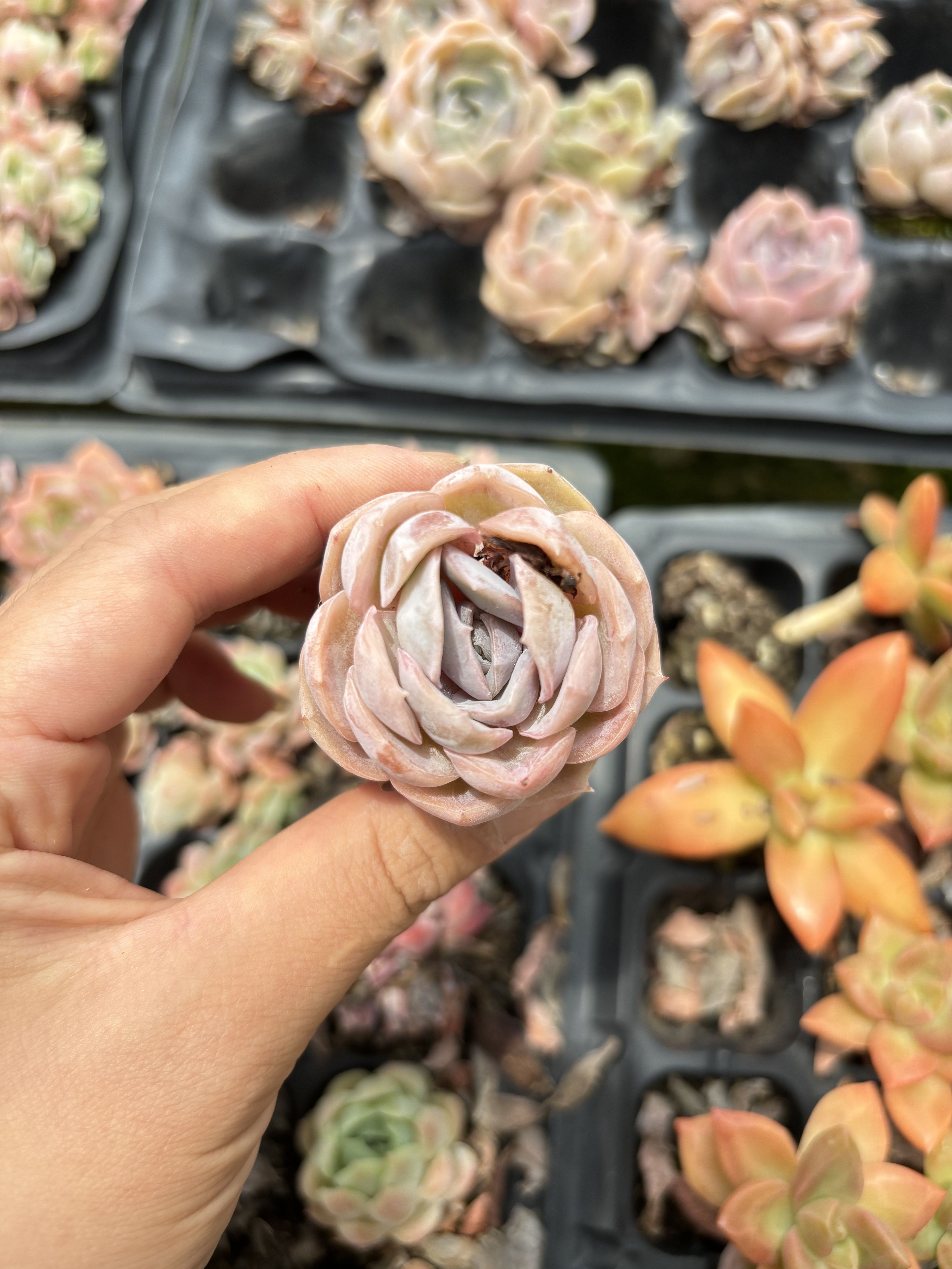 E034 ブルーサプライズ エケベリア