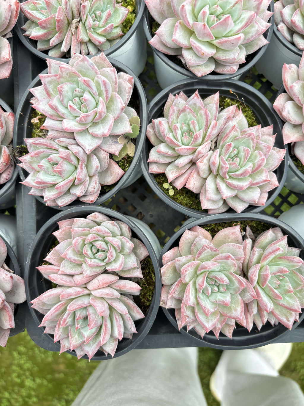 E036 ブルーバード エケベリア