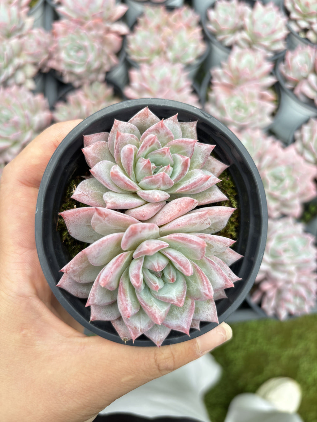 E036 ブルーバード エケベリア